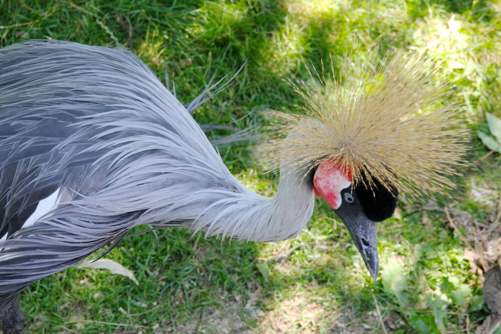 Canon EOS 60D sample photo. Bird, crowned crane, crowned photography
