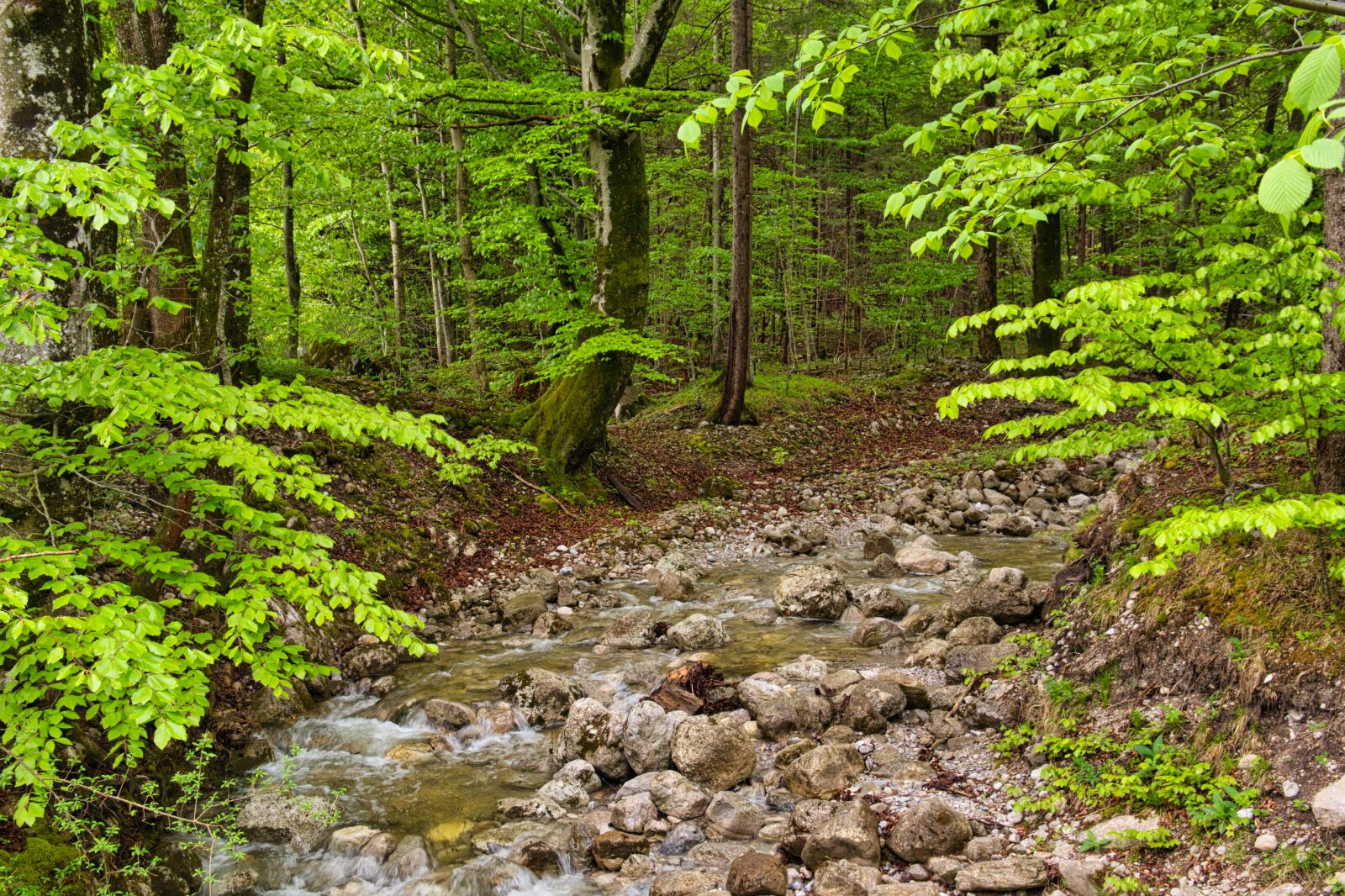Nikon D7500 sample photo. Bach, torrent, nature photography