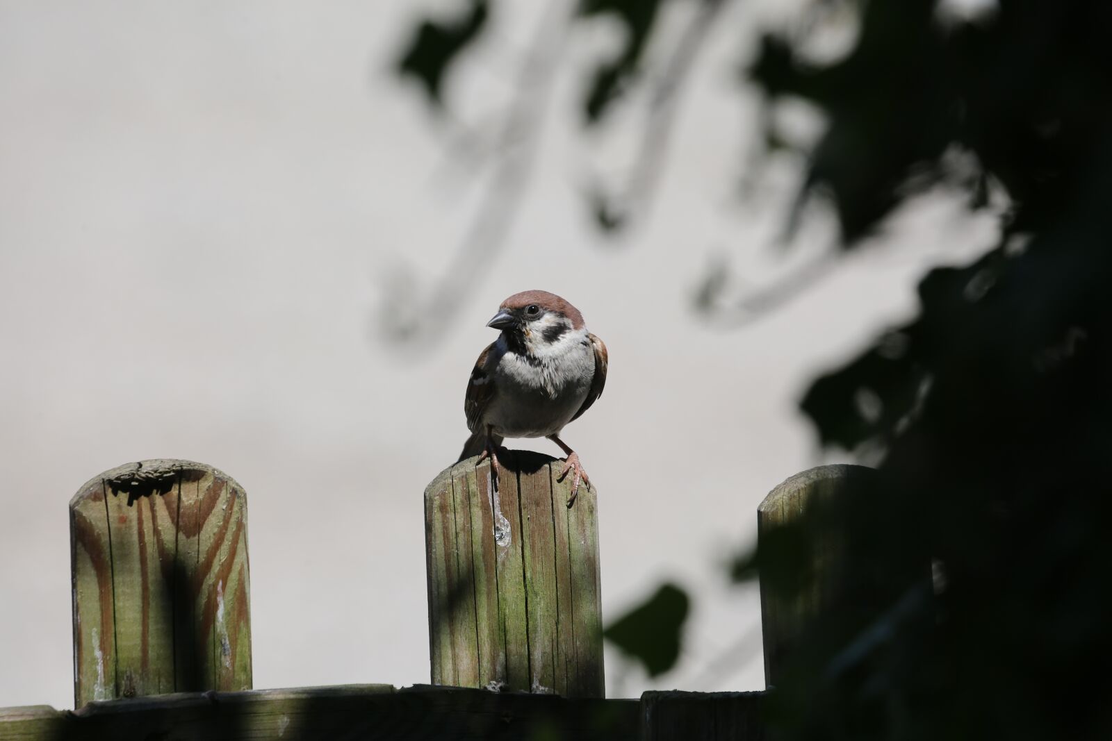 Canon EOS 5D Mark III sample photo. Sparrow, bird, nature photography
