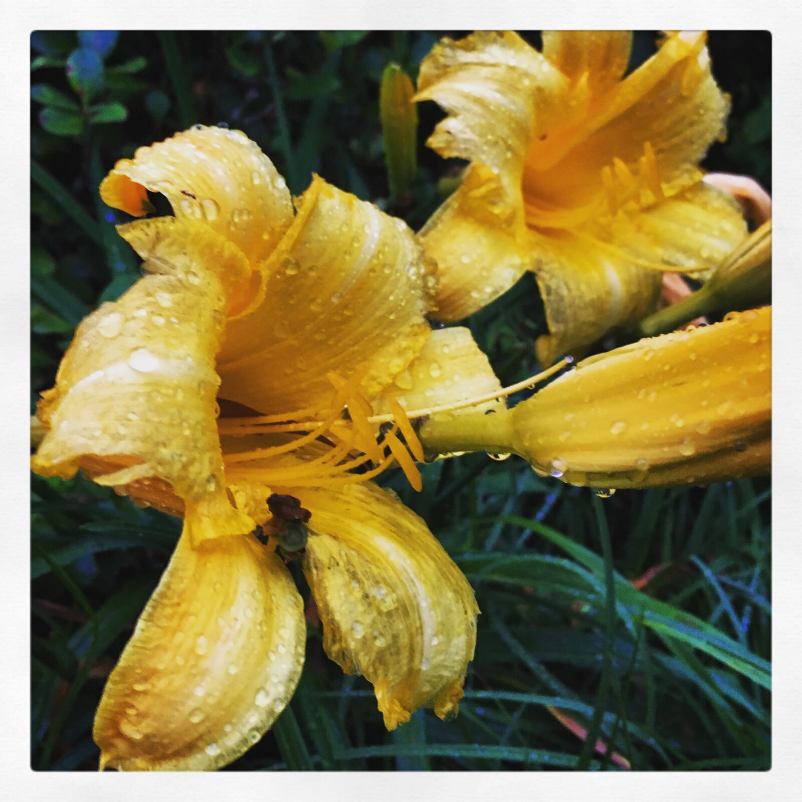 iPhone SE back camera 4.15mm f/2.2 sample photo. Flowers photography