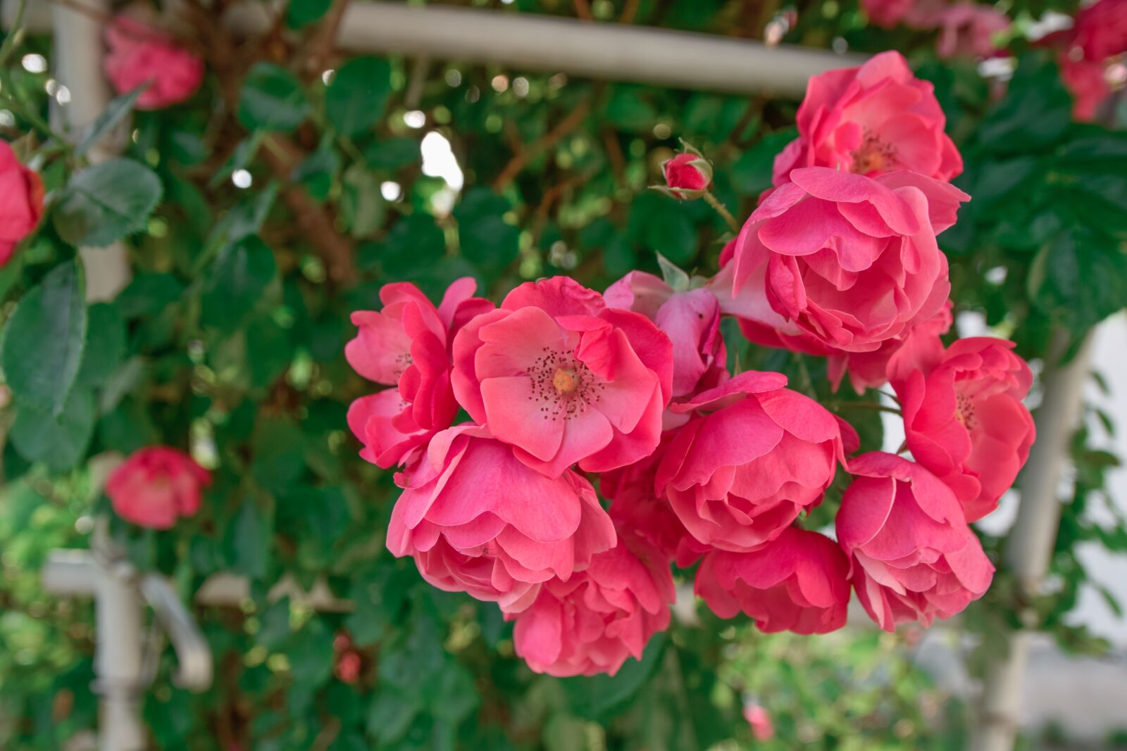 Nikon D5300 sample photo. Rose, flowers, red photography