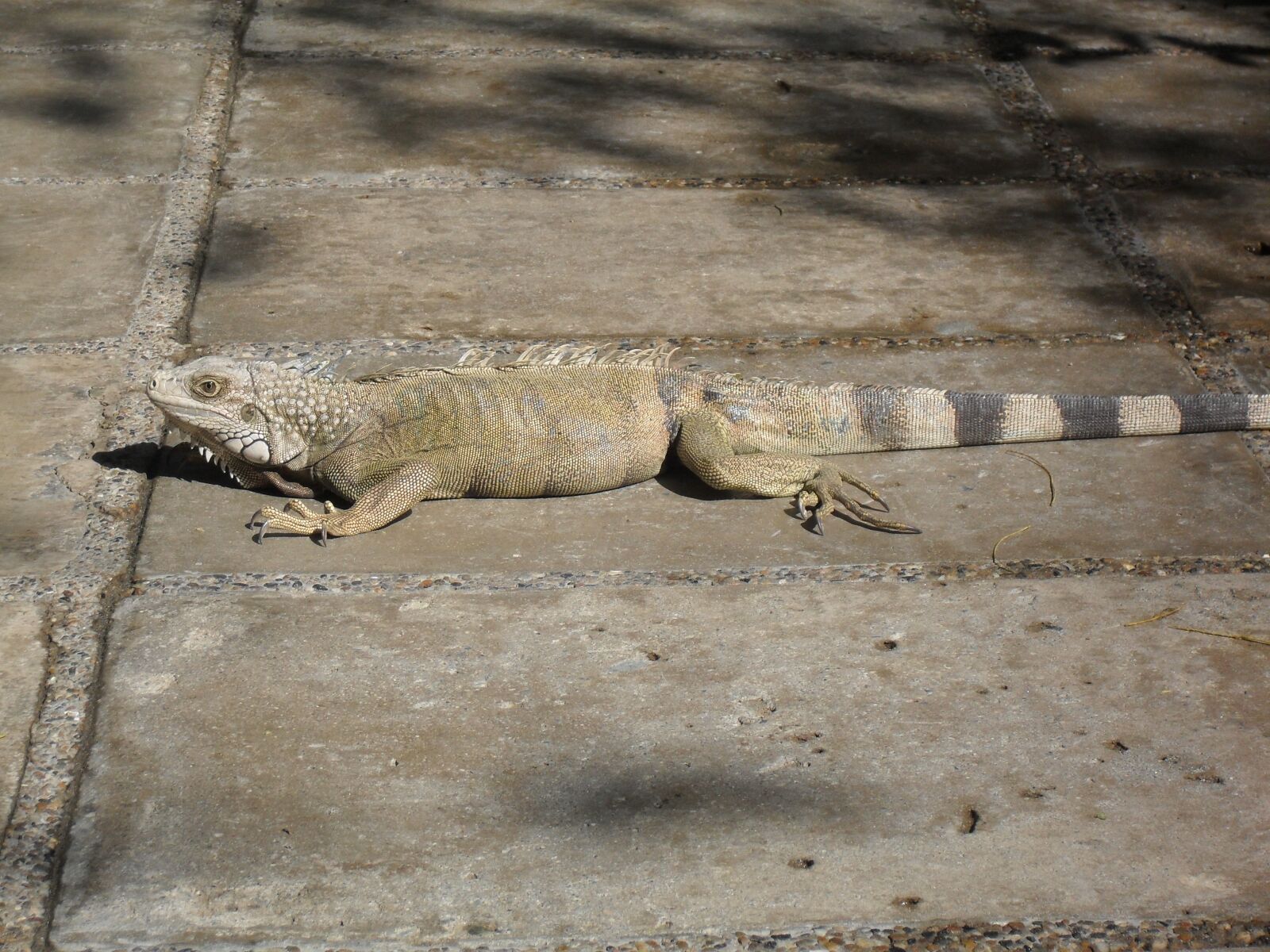 Samsung ES55,ES57 / VLUU ES55 /  SL102 sample photo. Iguana, reptile, animals photography