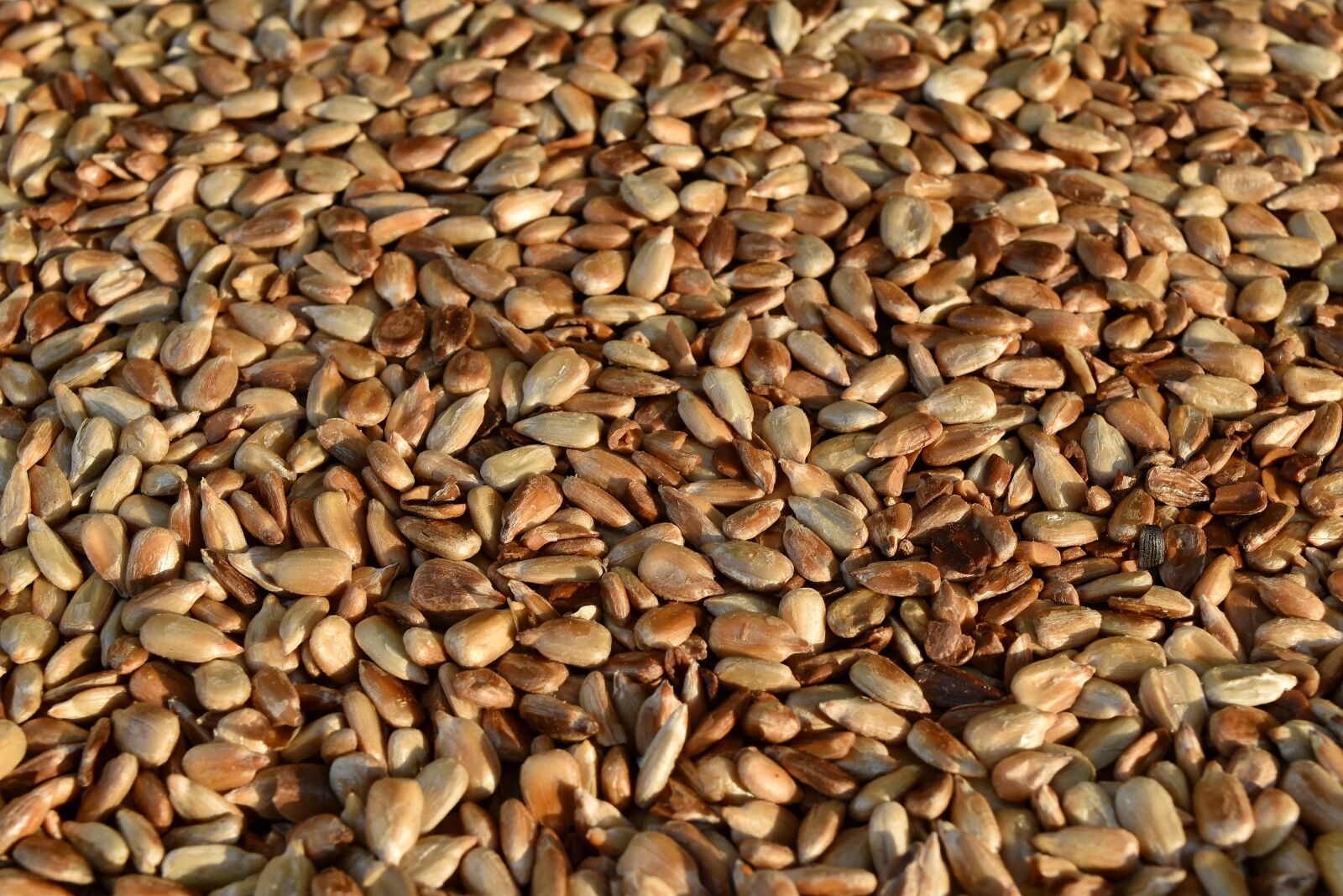 Nikon D5500 sample photo. Kernel, roast, sunflower seed photography