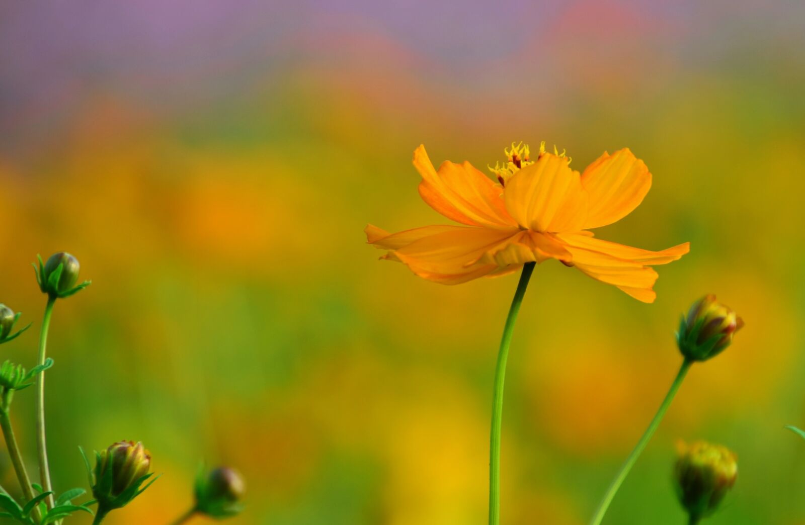 Nikon D5100 sample photo. Flower, pingtung county, xinpi photography