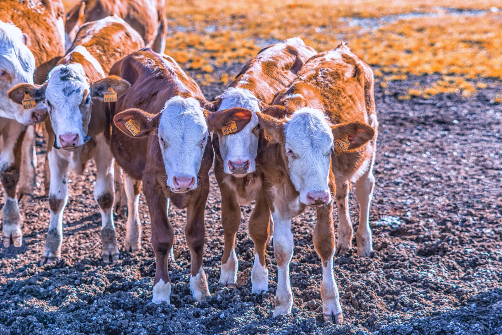 Sony a6000 sample photo. Cows, calves, cattle photography