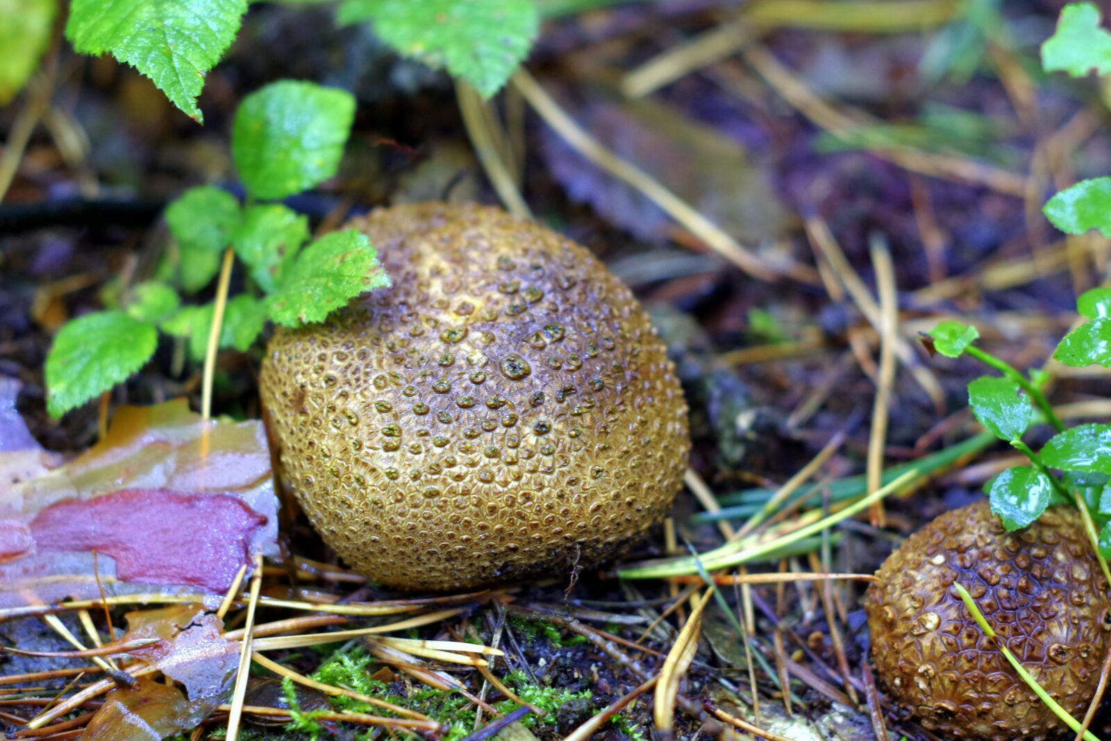 Pentax K-S2 sample photo. Fuzz-ball, mushroom, forest photography