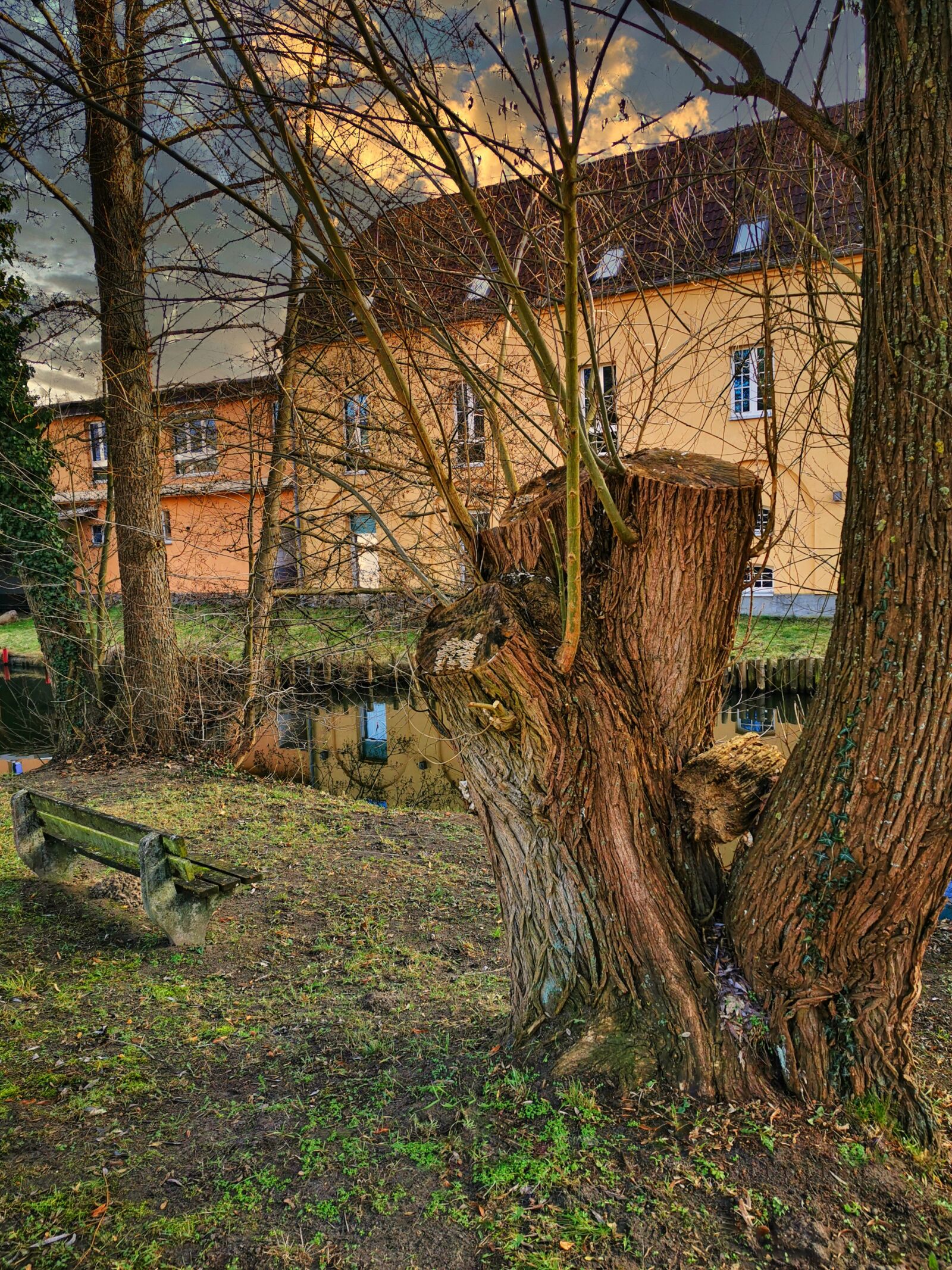 HUAWEI P30 Pro sample photo. Tree, old, bony photography