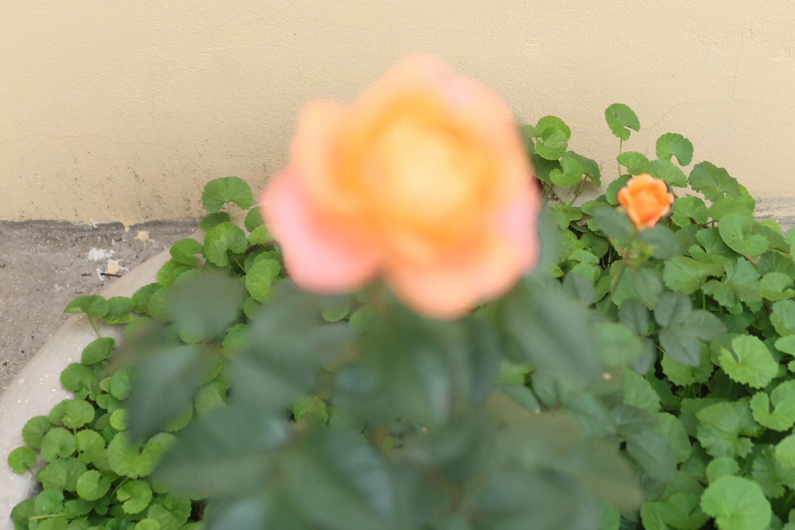 Canon PowerShot G7 X Mark II sample photo. See beautiful flowers, image photography