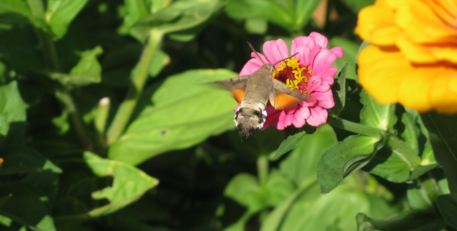 Canon PowerShot SX110 IS sample photo. Nature, hummingbird hawk moth photography
