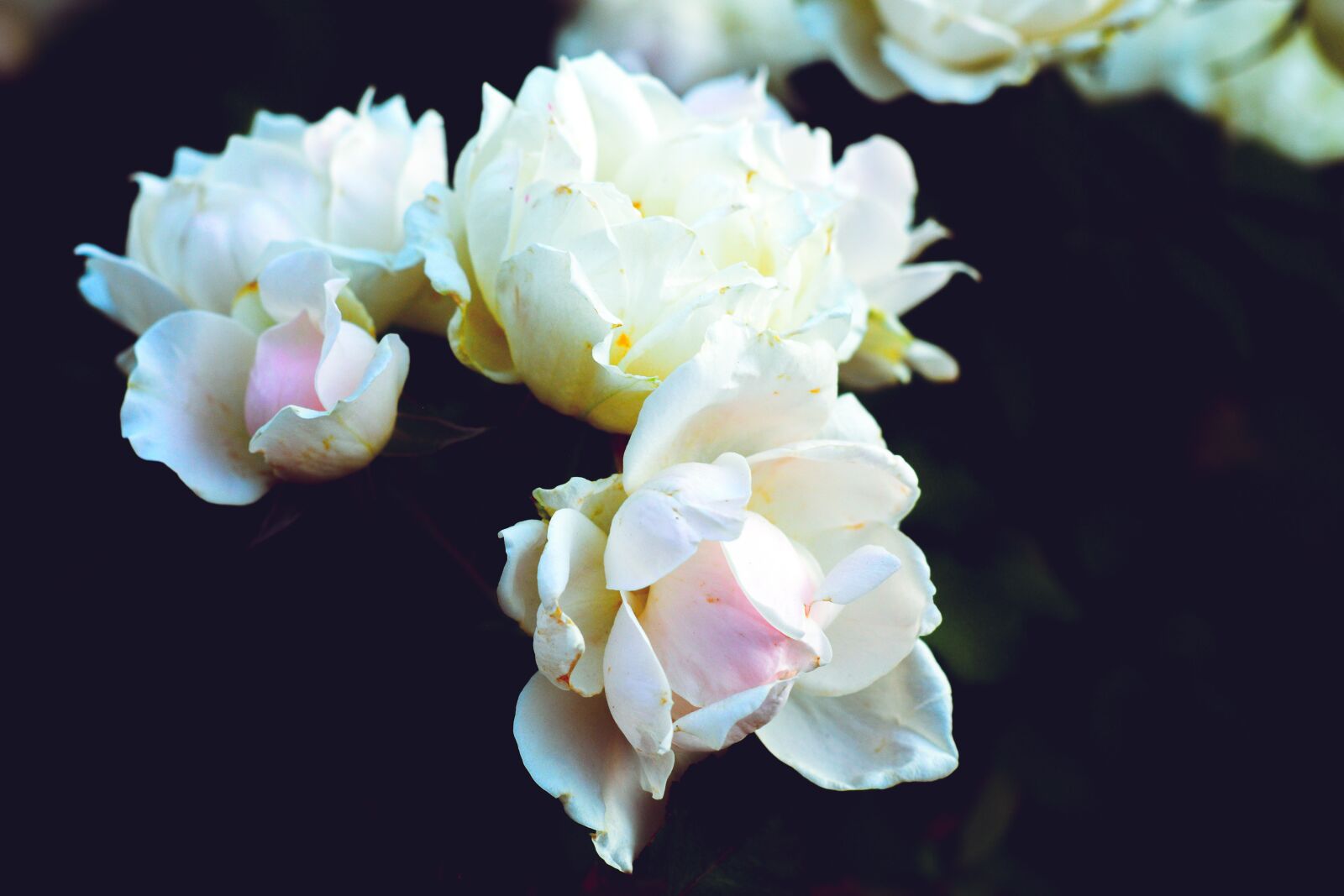 Nikon D5600 sample photo. Rose, pink, white photography
