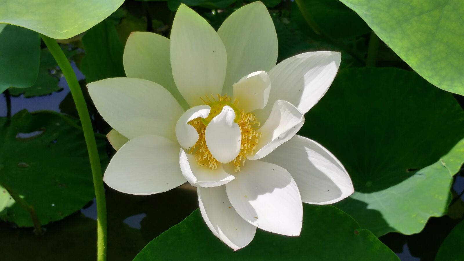 LG G5 sample photo. White lotus, affix, lotus photography
