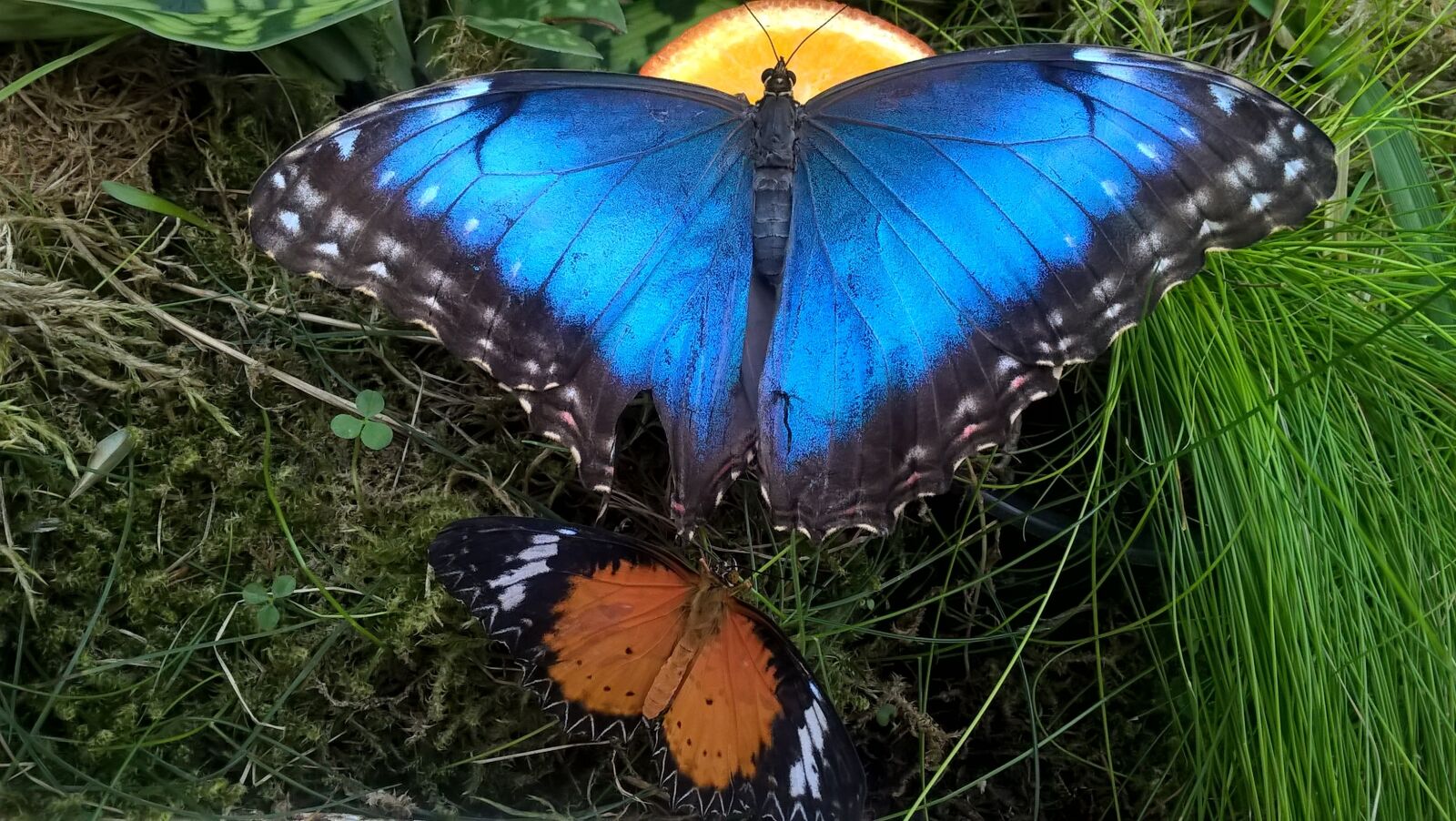 Microsoft Lumia 640 LTE sample photo. Butterfly, nature, color photography