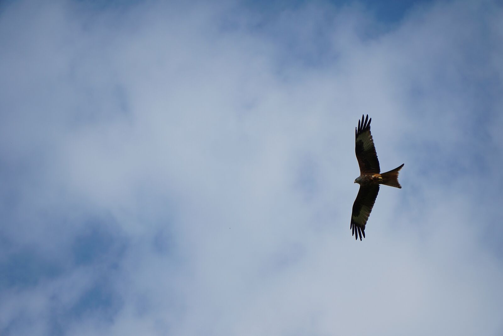 Sony a6000 + Sony E PZ 18-105mm F4 G OSS sample photo. Milan, red kite, feather photography