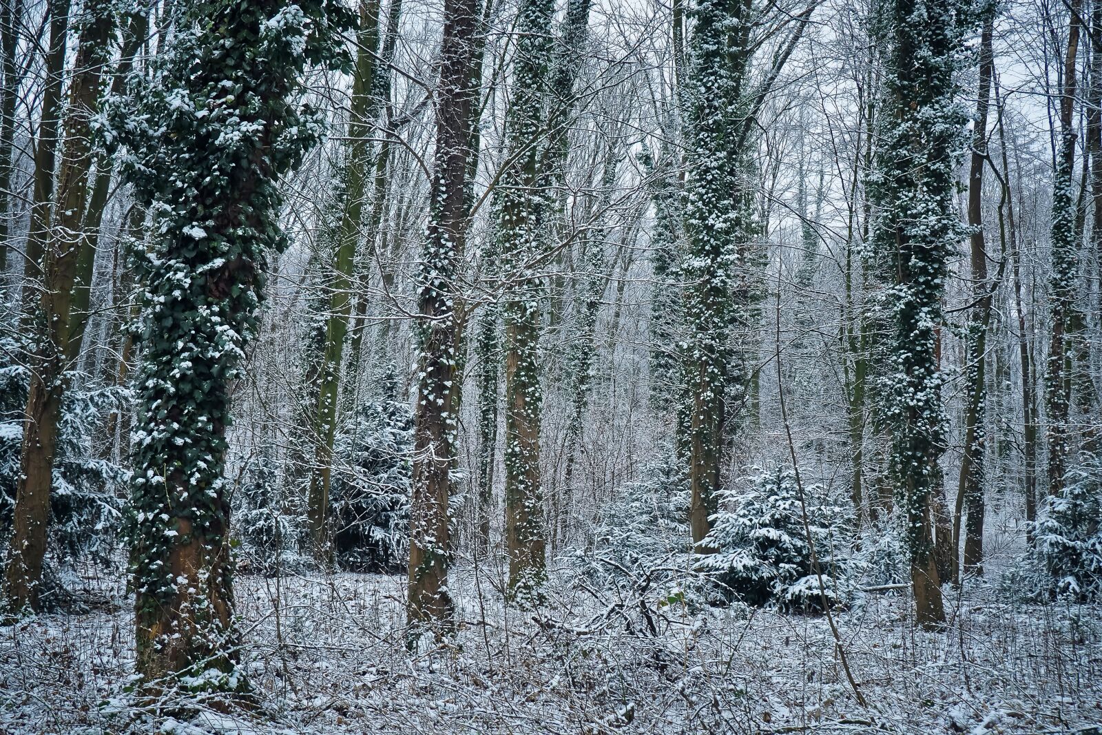 Olympus OM-D E-M10 sample photo. Forest, nature, landscape photography