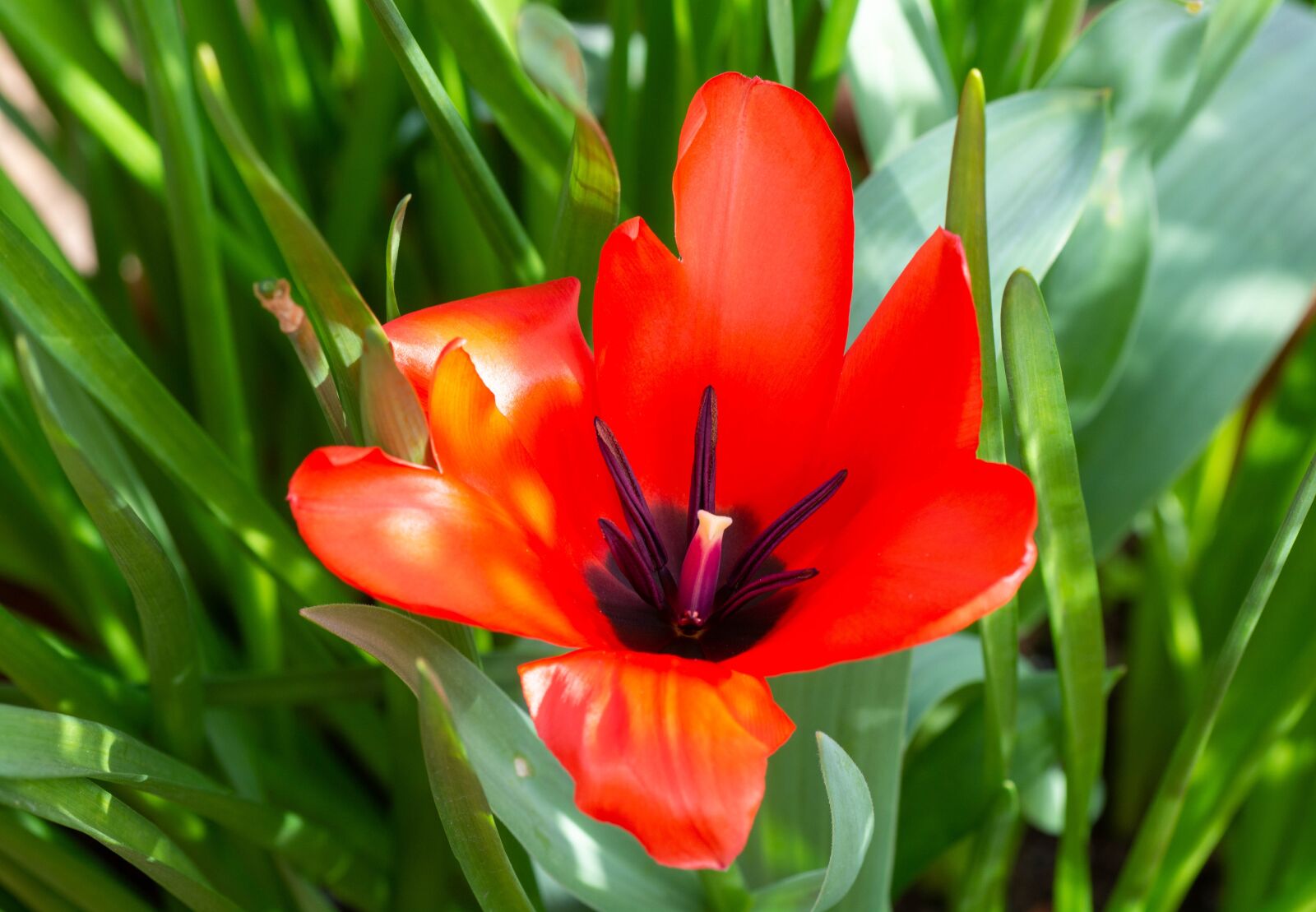 Tamron SP 90mm F2.8 Di VC USD 1:1 Macro sample photo. Flower, petals, red photography