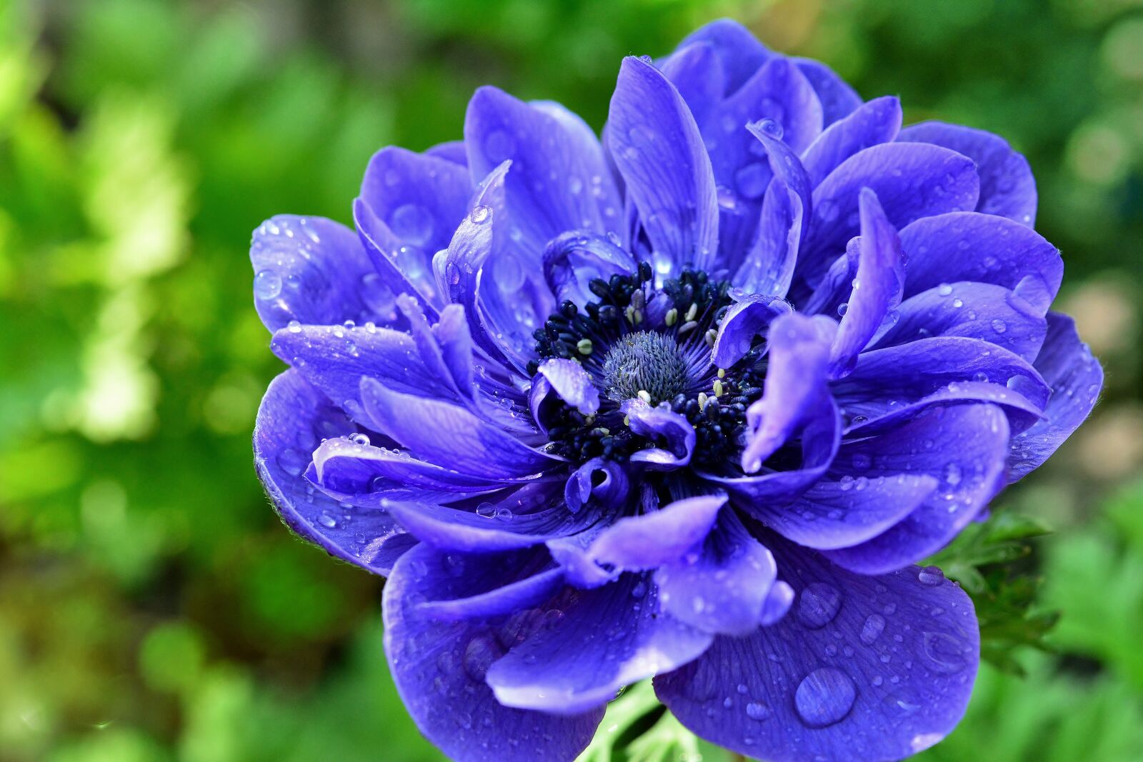 Nikon D5200 sample photo. Anemone, blossom, bloom photography