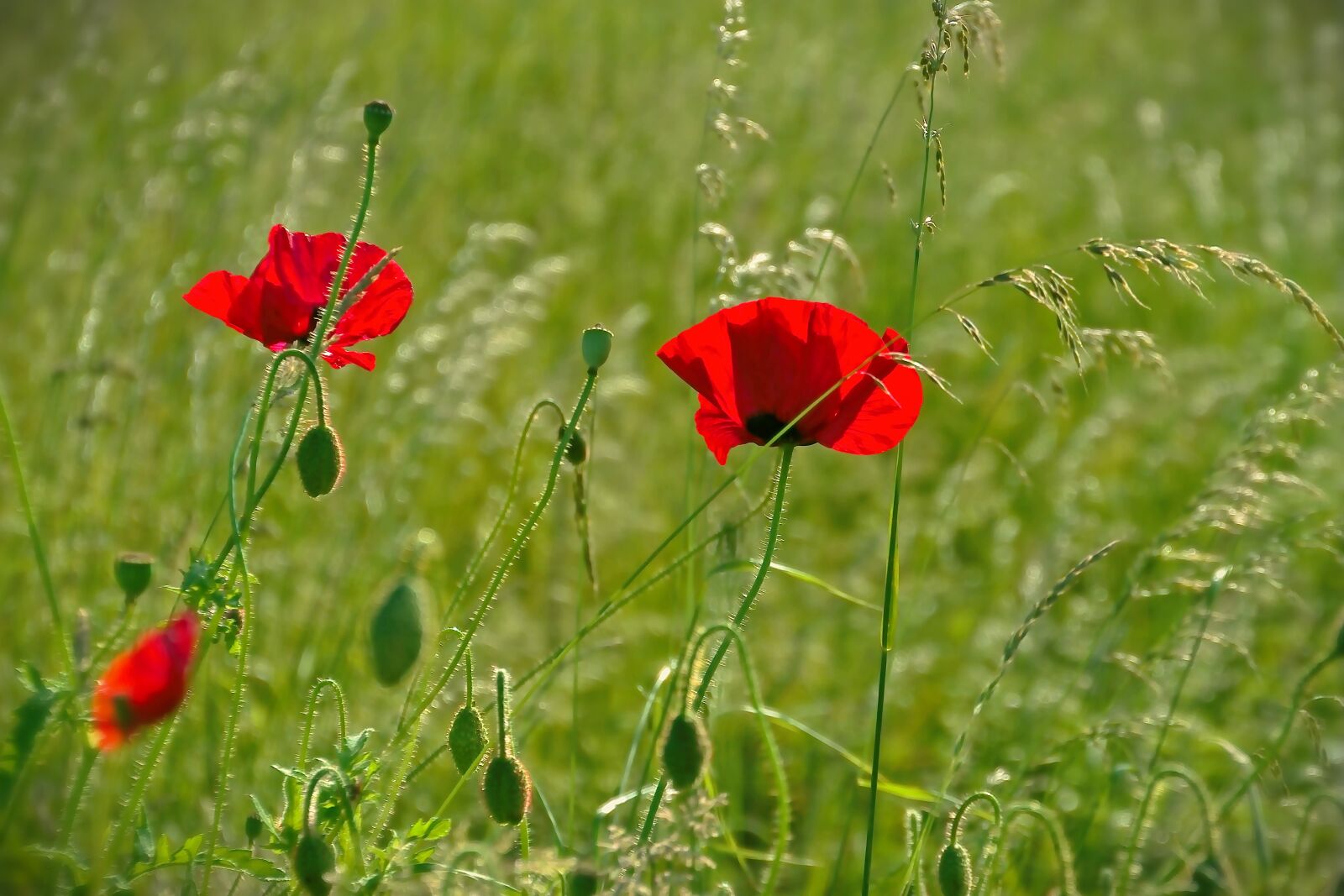 Nikon D5600 sample photo. Flowers, red, flower photography
