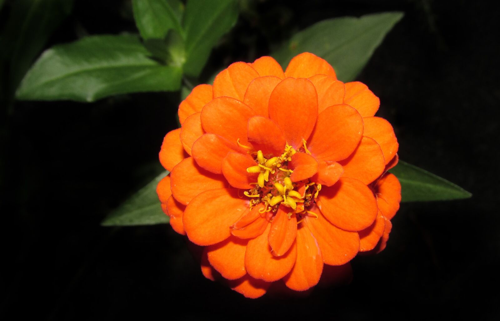 Canon PowerShot SX170 IS sample photo. Zinnia, flower, flora photography