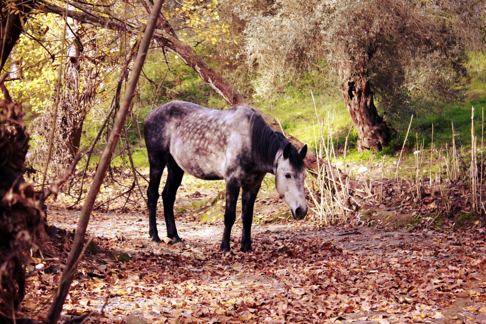 Canon EOS 600D (Rebel EOS T3i / EOS Kiss X5) sample photo. Benalauria, nature, andalusia photography