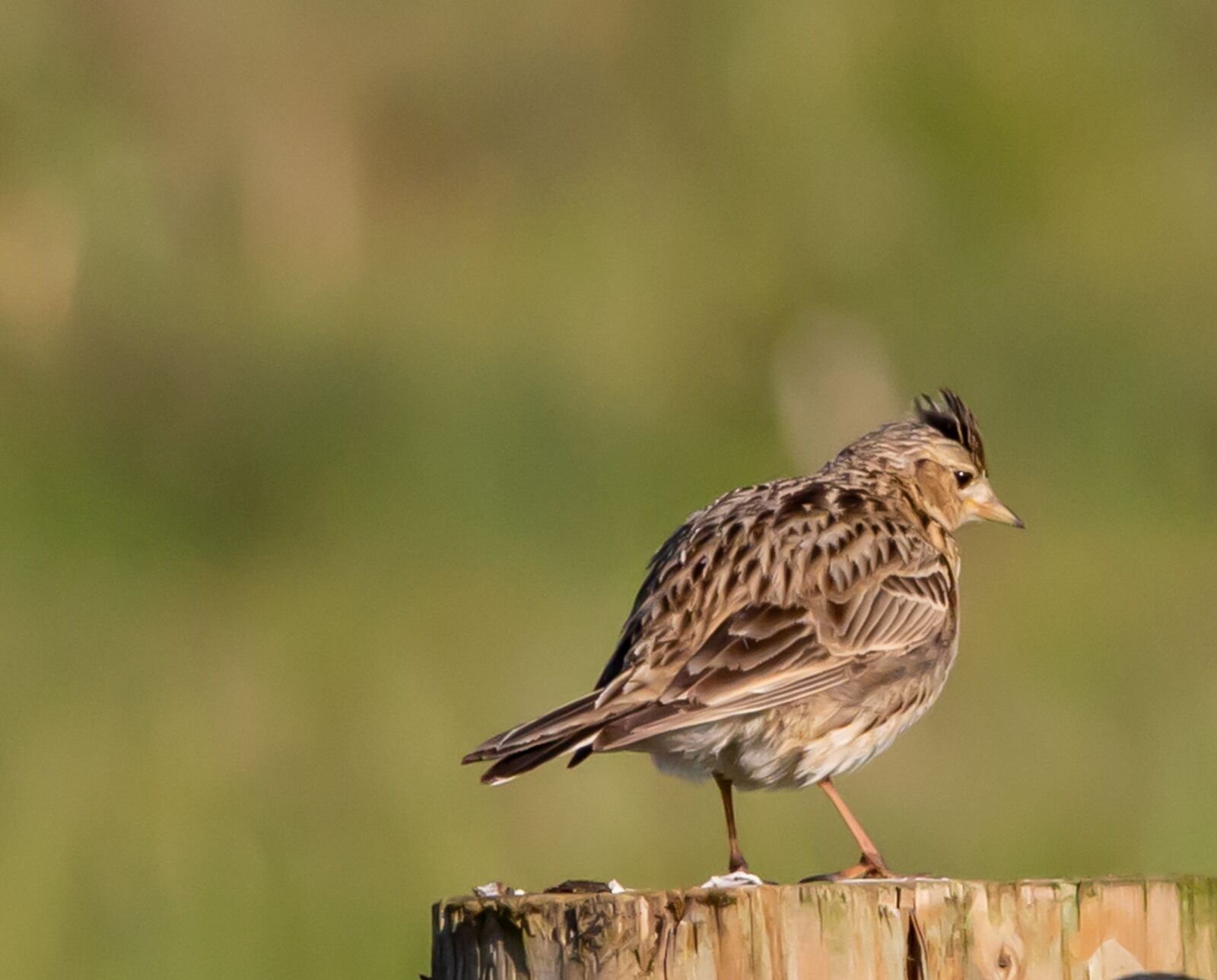 150-600mm F5-6.3 DG OS HSM | Contemporary 015 sample photo. Skylark, song bird, songbird photography
