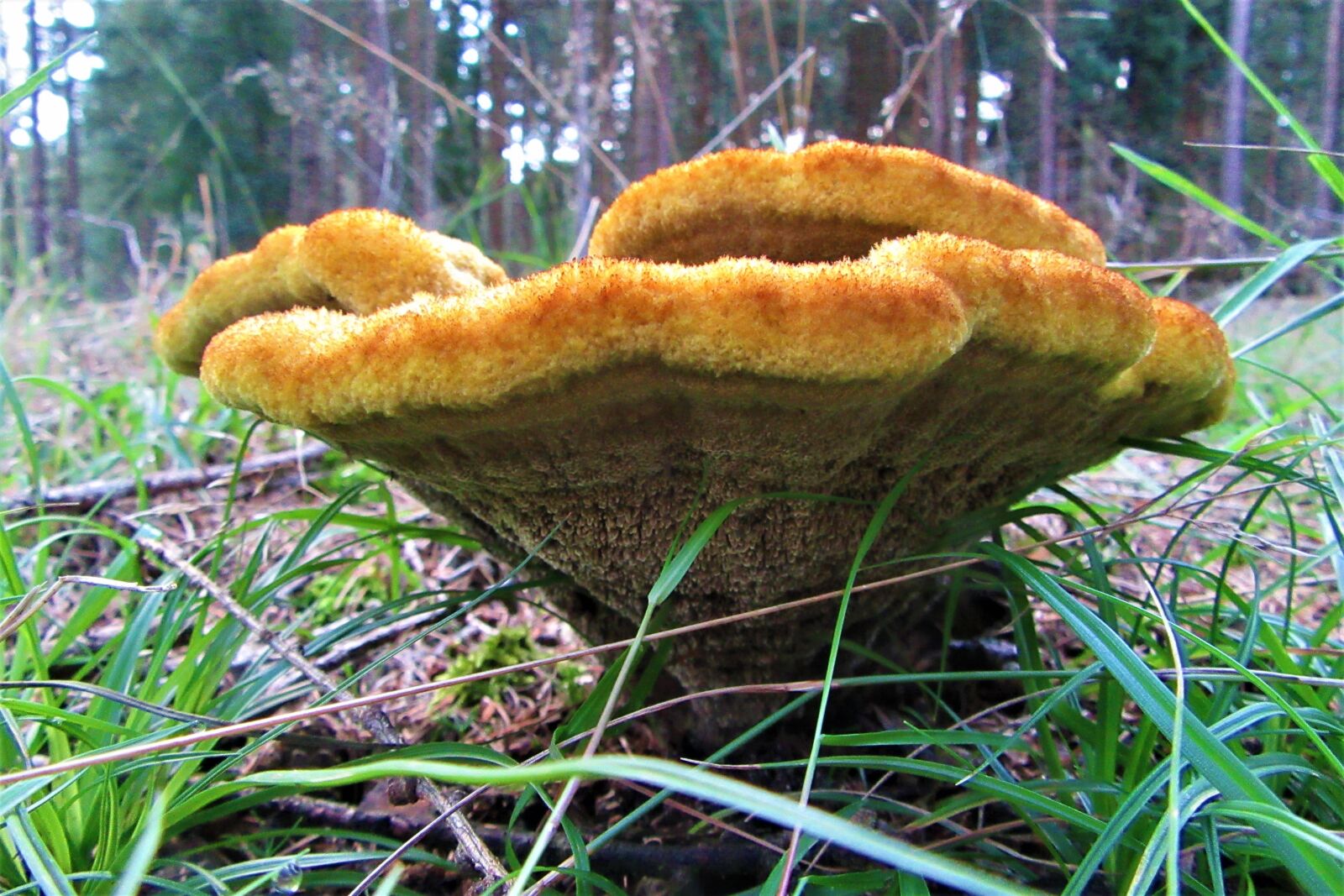 Canon PowerShot SX610 HS sample photo. Mushroom, forest, nature photography