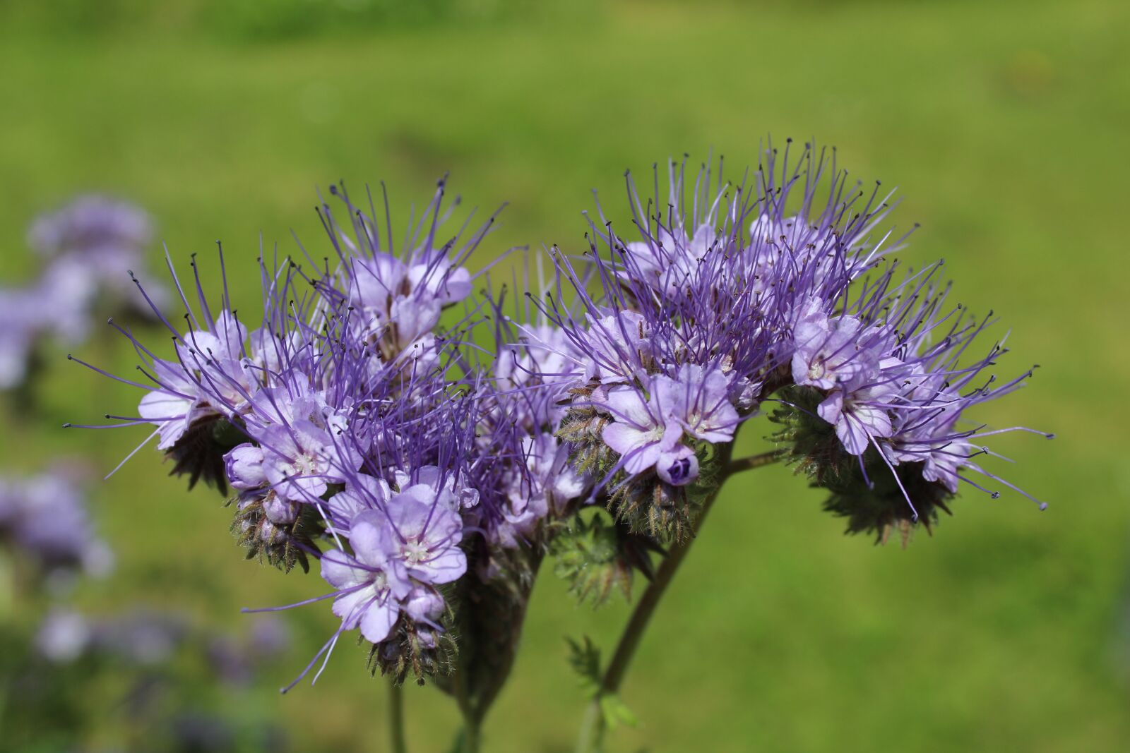 Canon EOS 1300D (EOS Rebel T6 / EOS Kiss X80) sample photo. Bluebell, green manure, phacelia photography