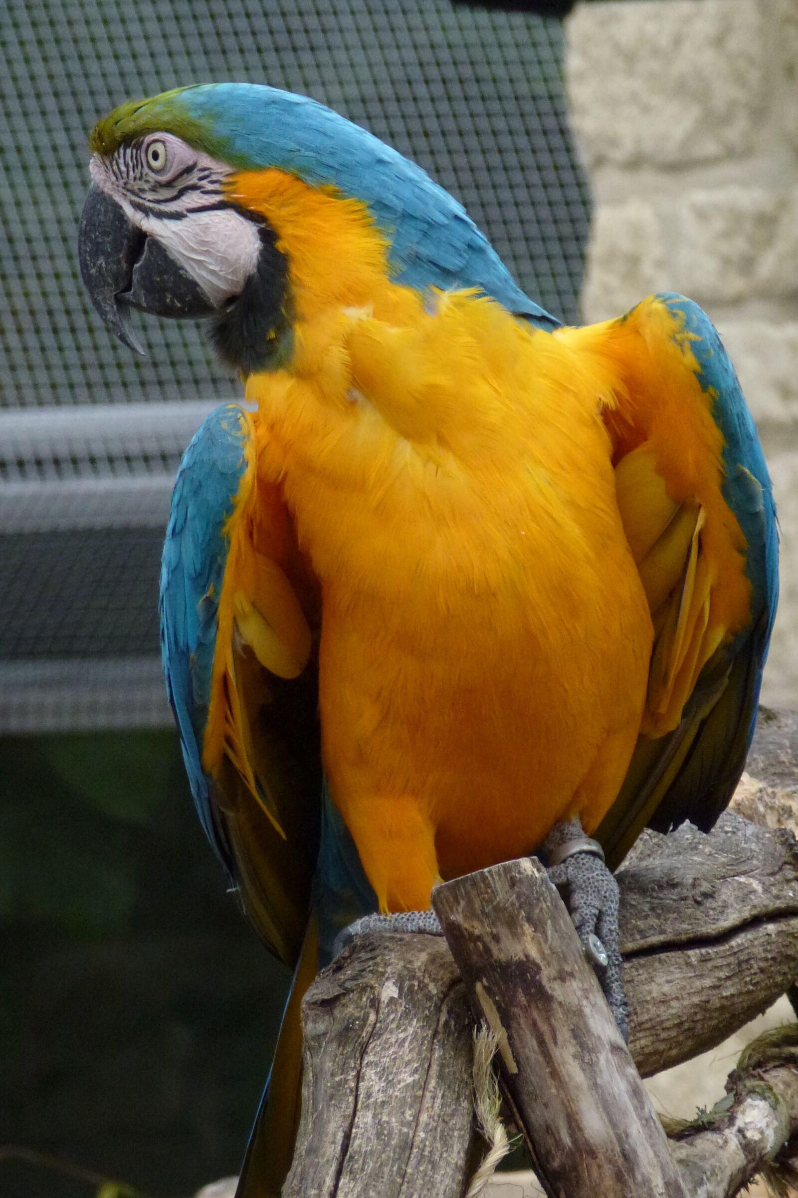 Panasonic Lumix DMC-ZS10 (Lumix DMC-TZ20 / Lumix DMC-TZ22) sample photo. Parrot, looking away, macaw photography