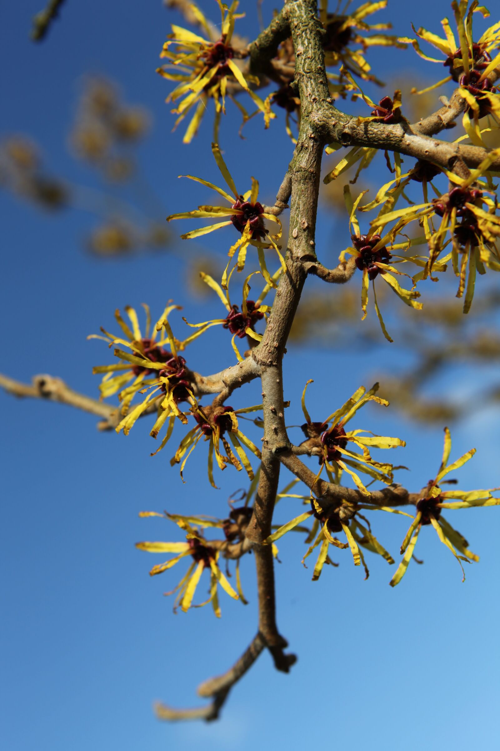 Canon EOS 5D Mark II sample photo. Branch, bud, close up photography