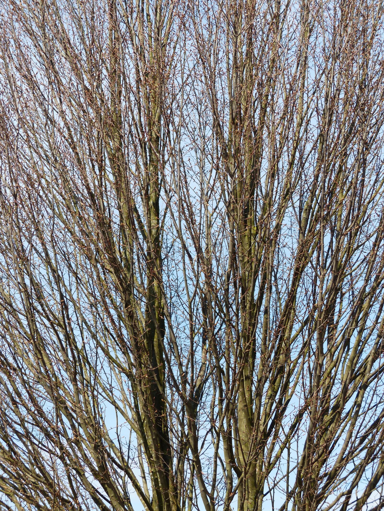 Panasonic Lumix DMC-FZ200 sample photo. Tree, branches, nature photography