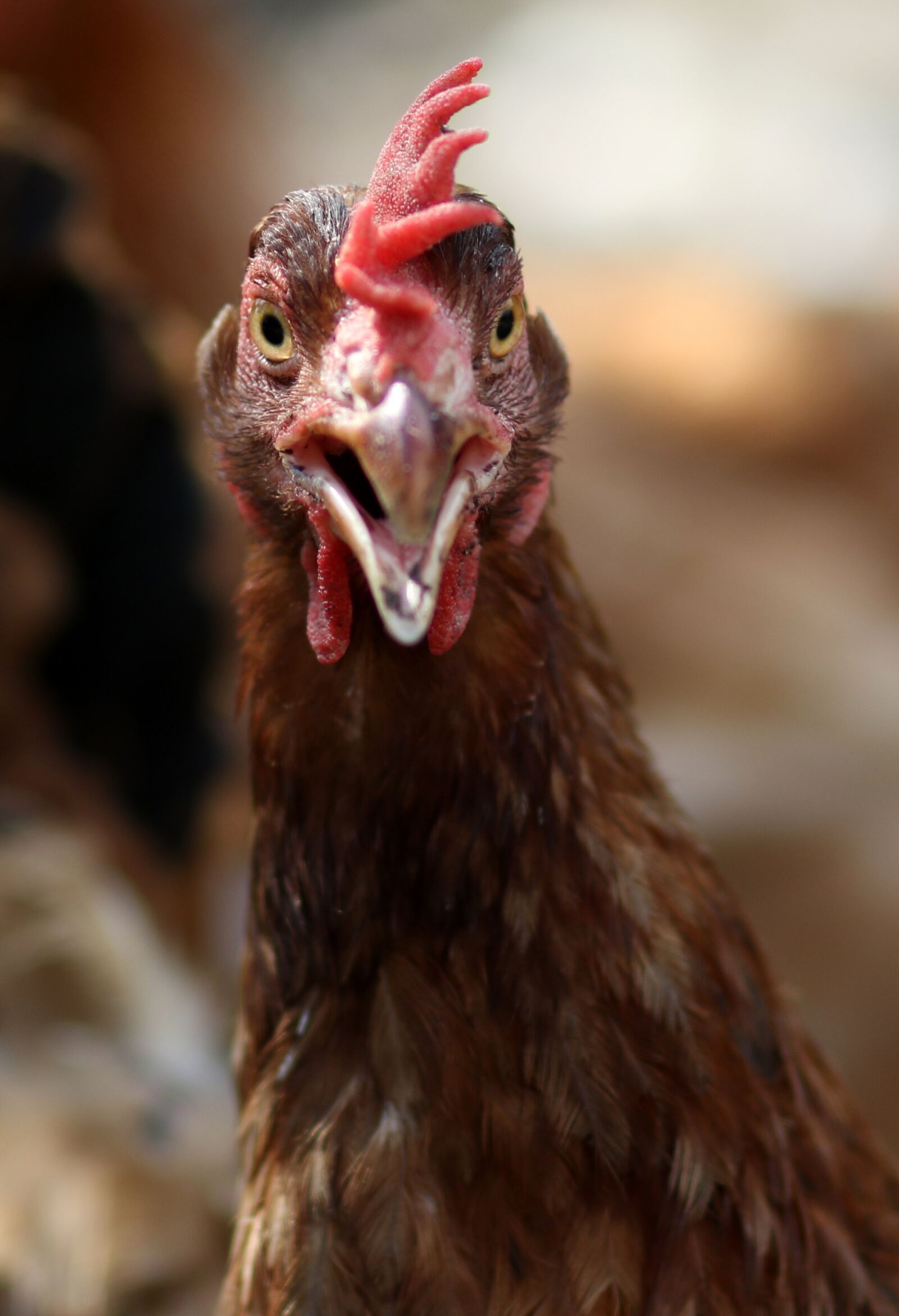 Canon EF 85mm F1.8 USM sample photo. Gaina, portrait, funny photography