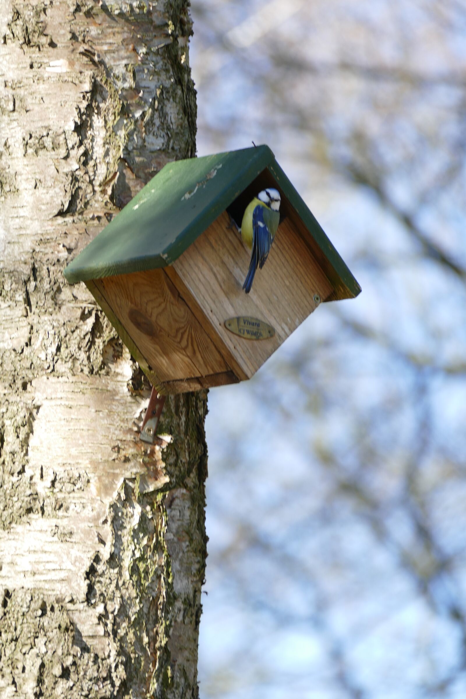 Panasonic Lumix DMC-FZ1000 sample photo. Great tit, mezenkastje, nest photography