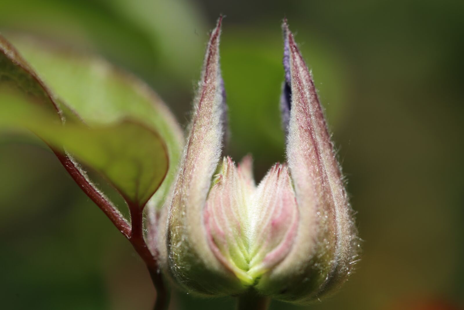 Canon EF 100mm F2.8L Macro IS USM sample photo. Flower, blossom, bloom photography
