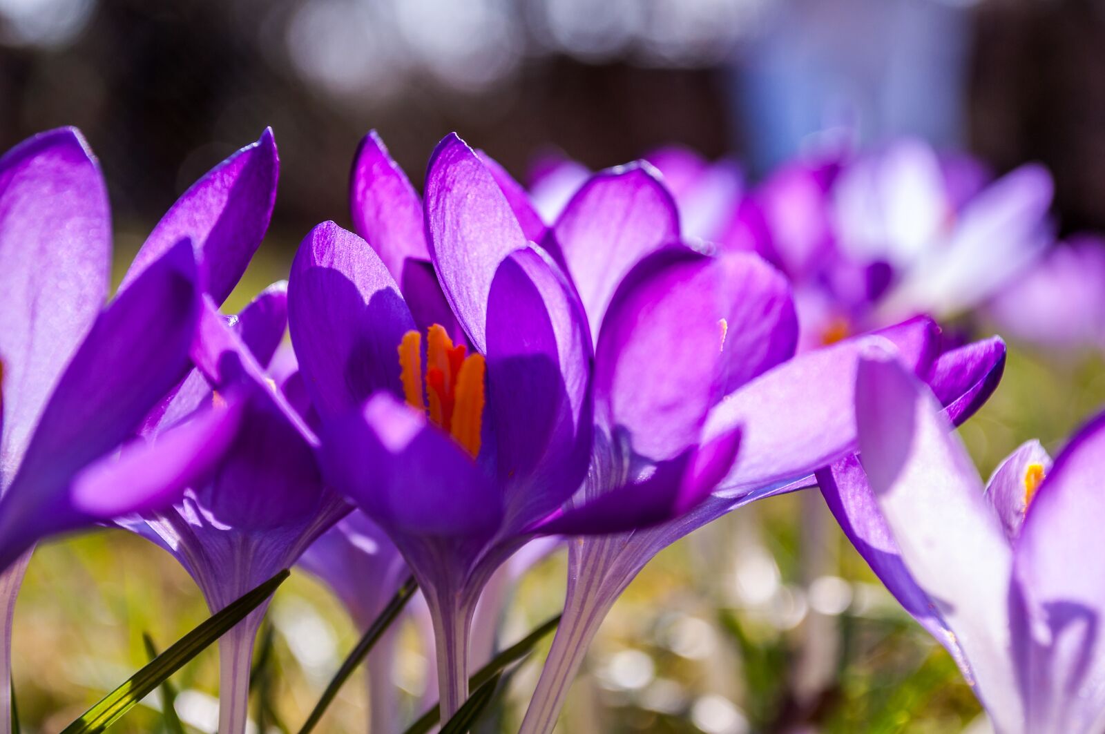 Nikon D90 sample photo. Crocus, purple, yellow photography