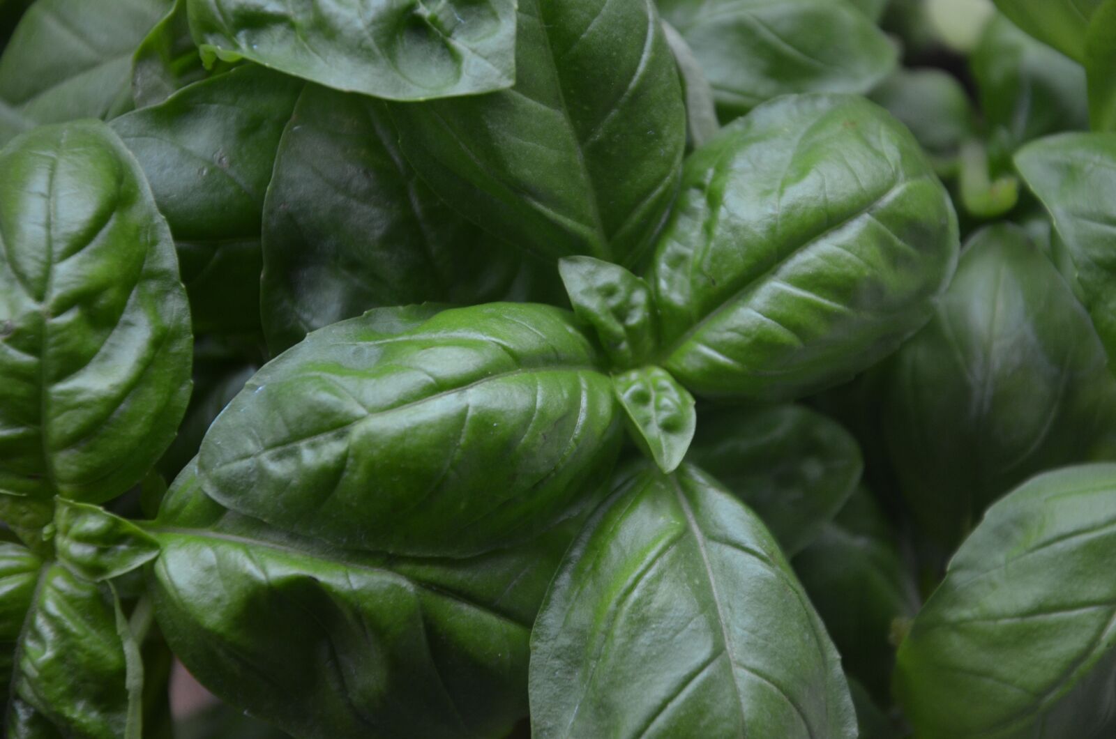 Nikon D7000 sample photo. Basil, plant, aromatic photography
