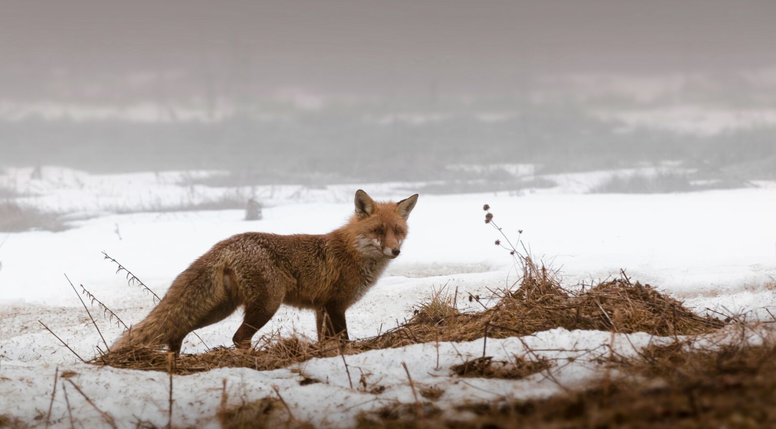 Nikon D7000 sample photo. Fox, snow, wildlife photography
