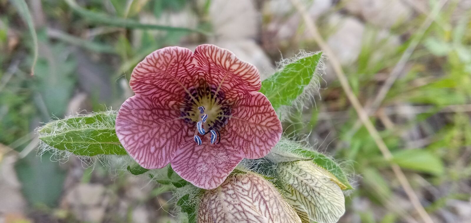 Samsung SM-A107F sample photo. Land, field, plant photography