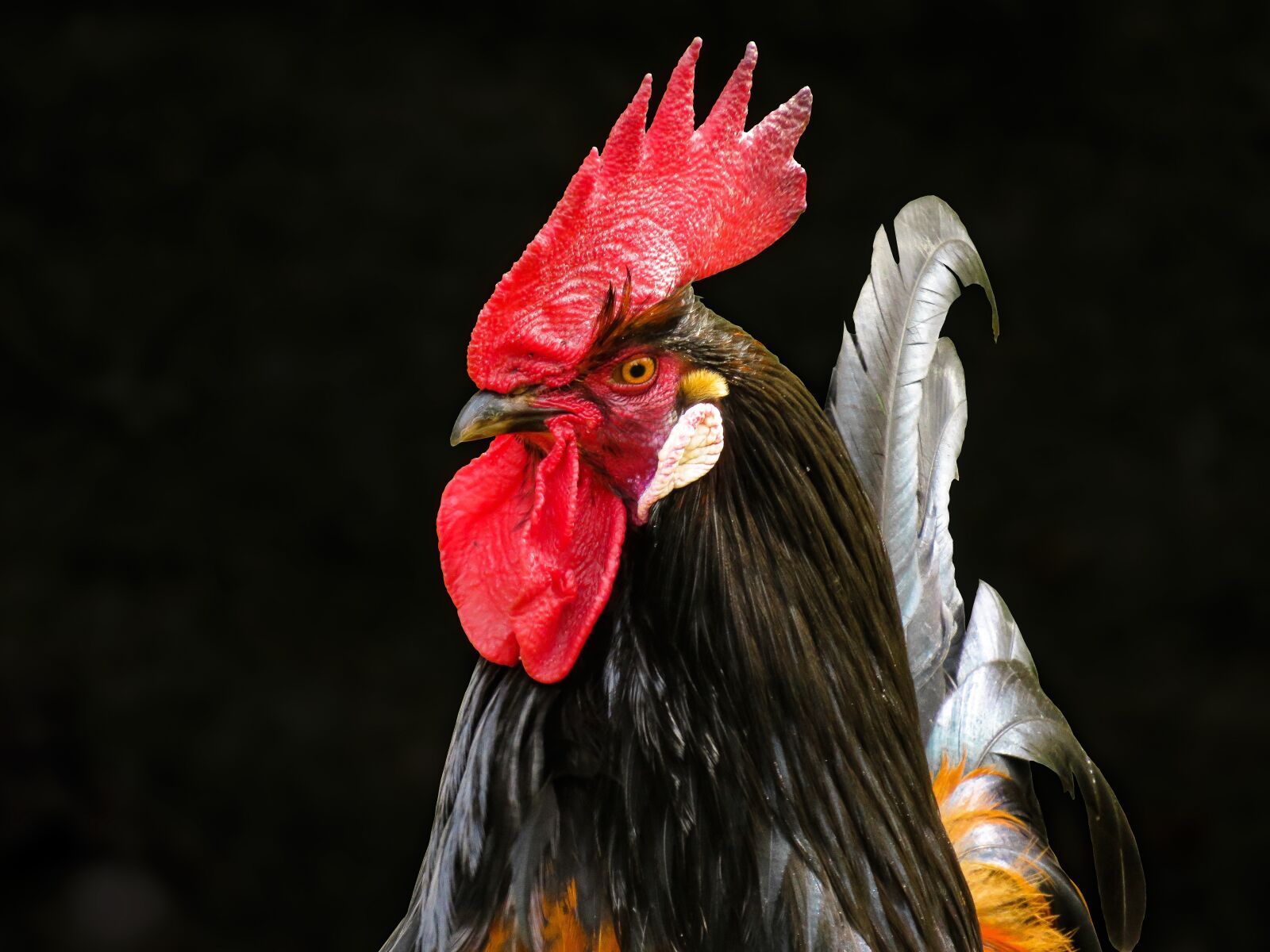 Canon PowerShot SX710 HS sample photo. Animal world, poultry, hahn photography