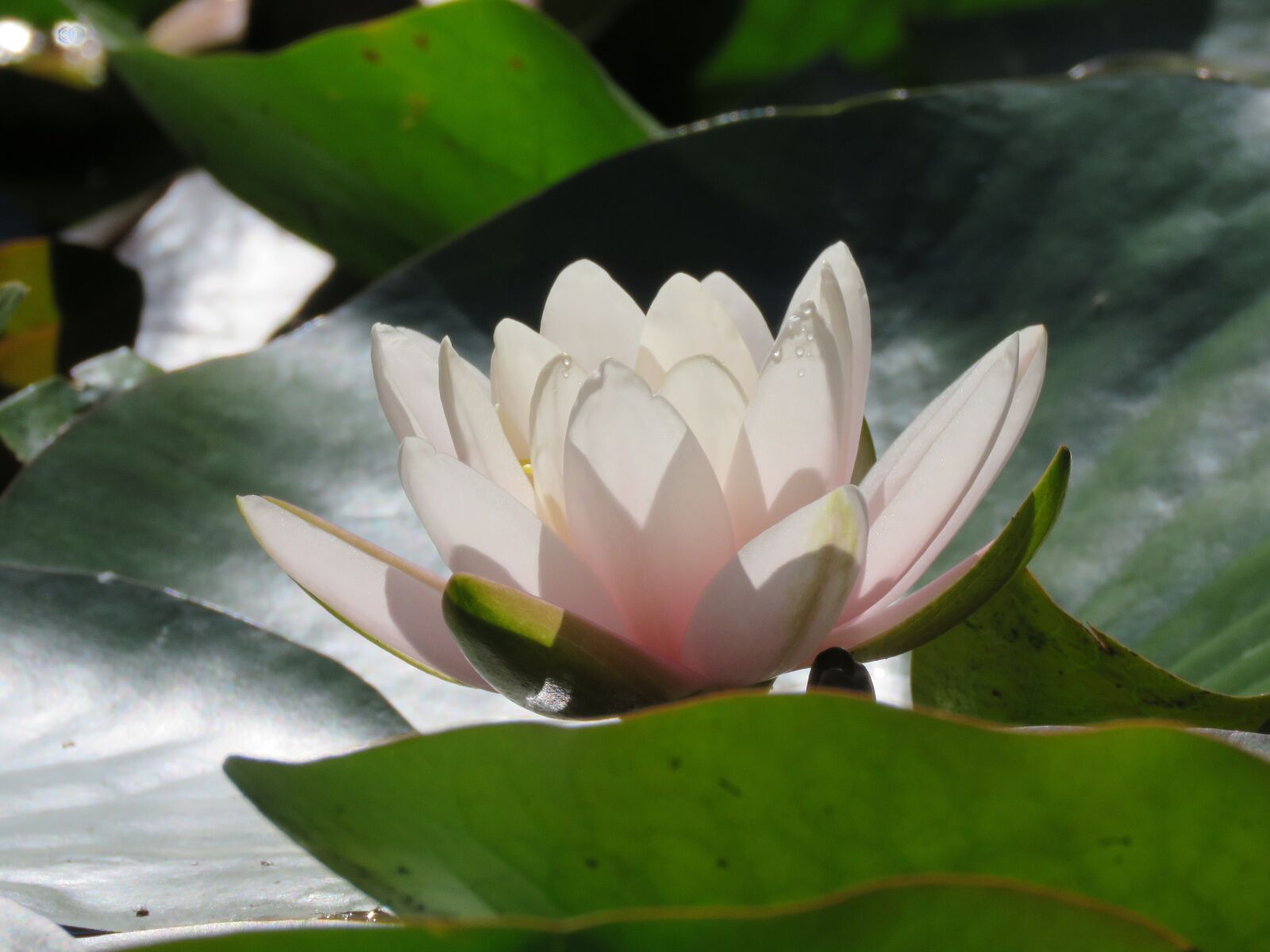 Canon PowerShot SX60 HS sample photo. Water lily, pink, lily photography