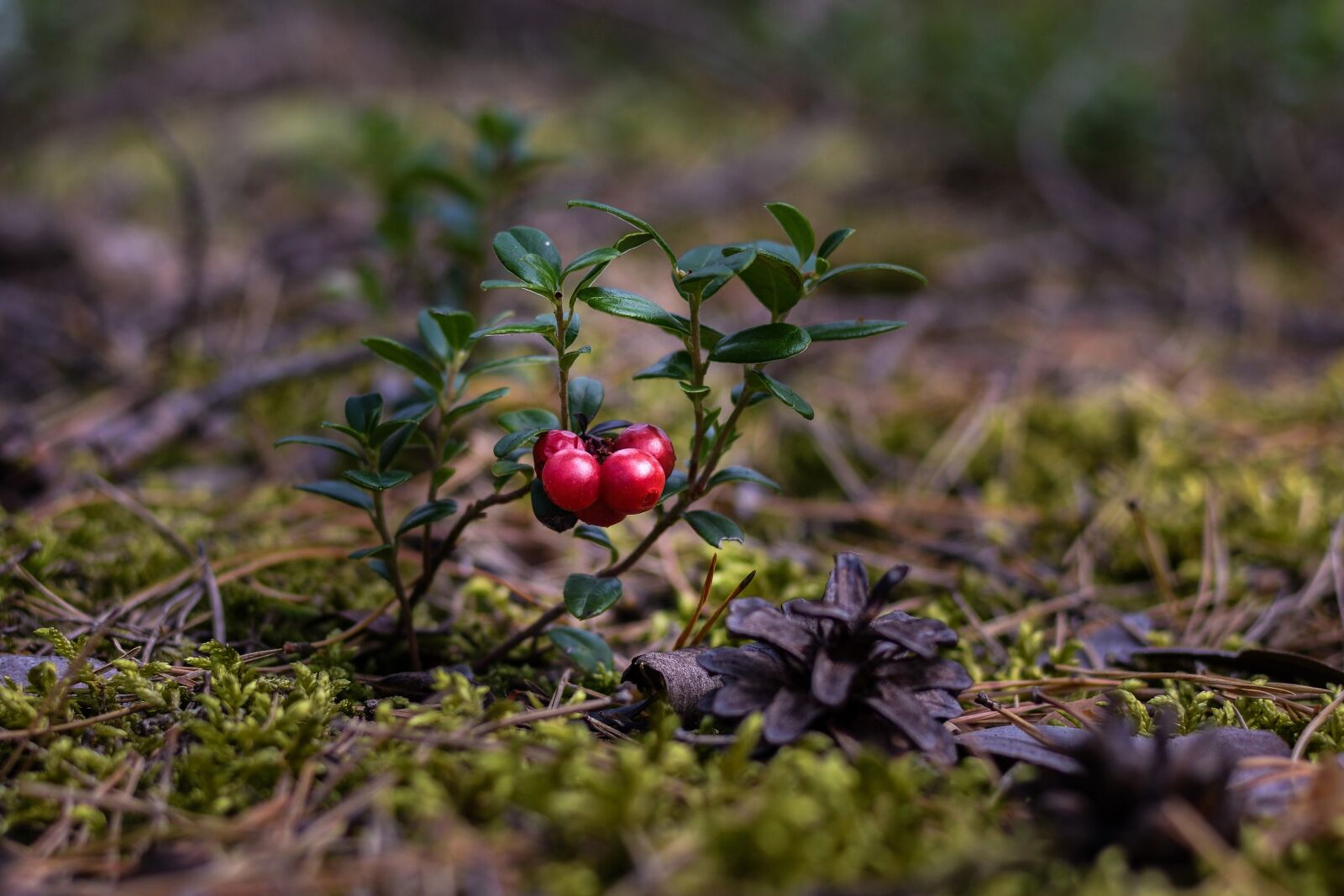 Nikon D7200 sample photo. Cranberries, berries, forest floor photography