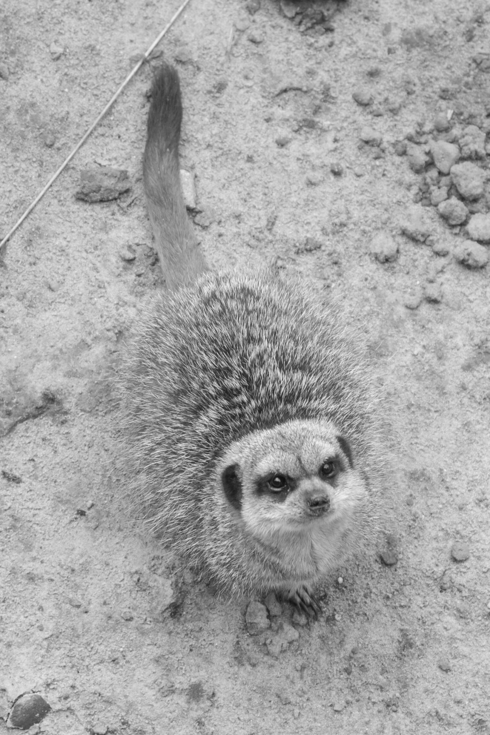 Nikon D600 sample photo. Meerkat, mammal, zoo photography