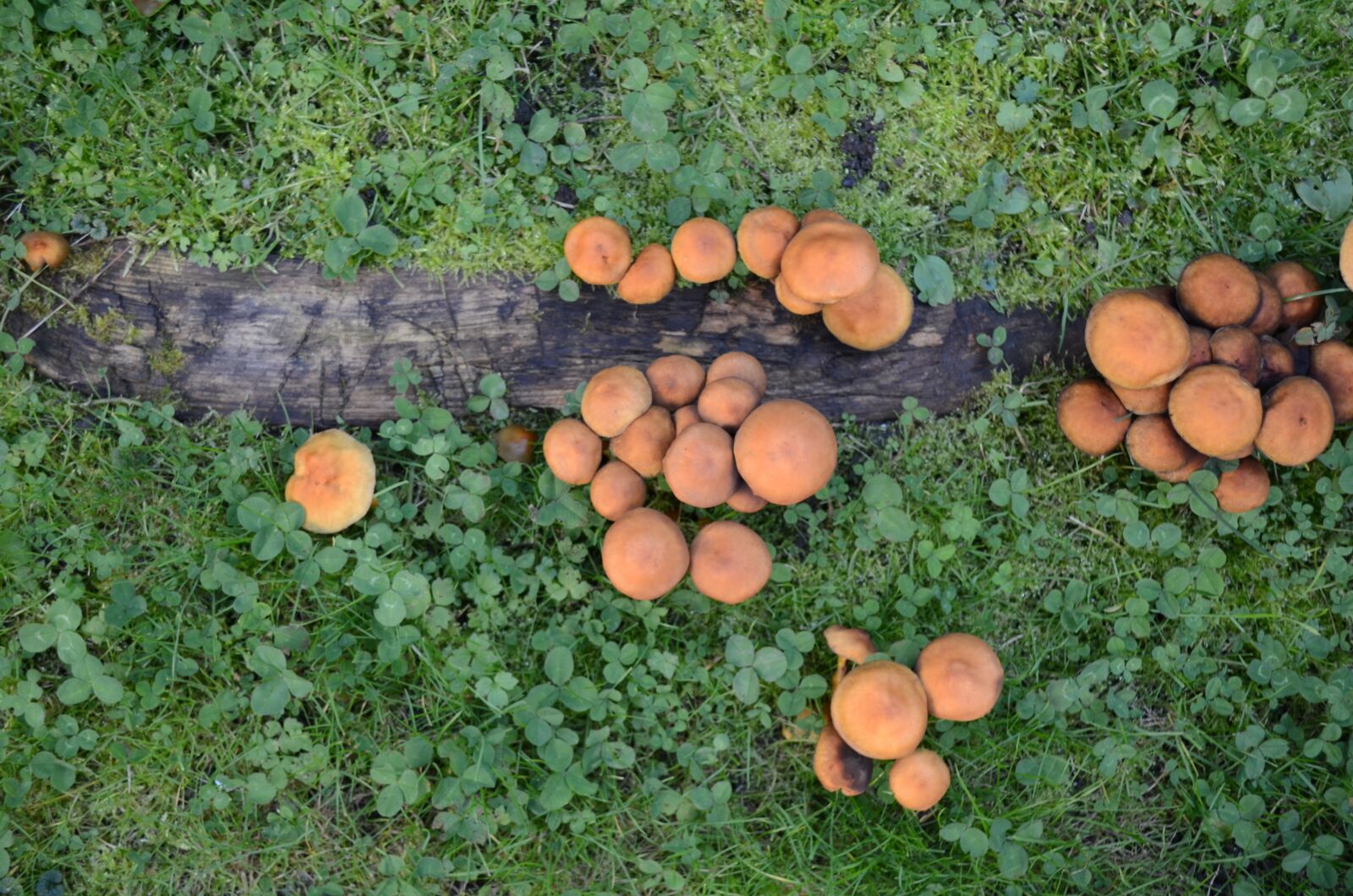 Nikon D5100 sample photo. Mushrooms, mushroom, meadow photography
