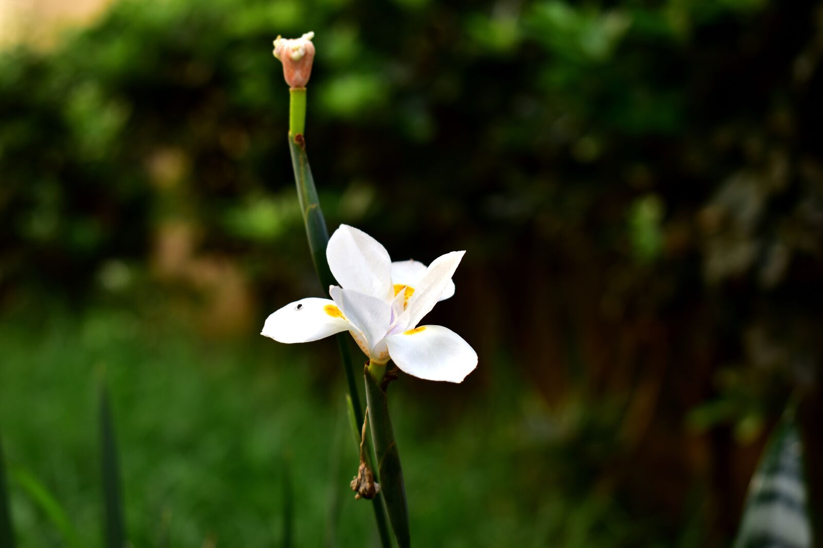 Nikon D5600 sample photo. Flower, garden, plant photography