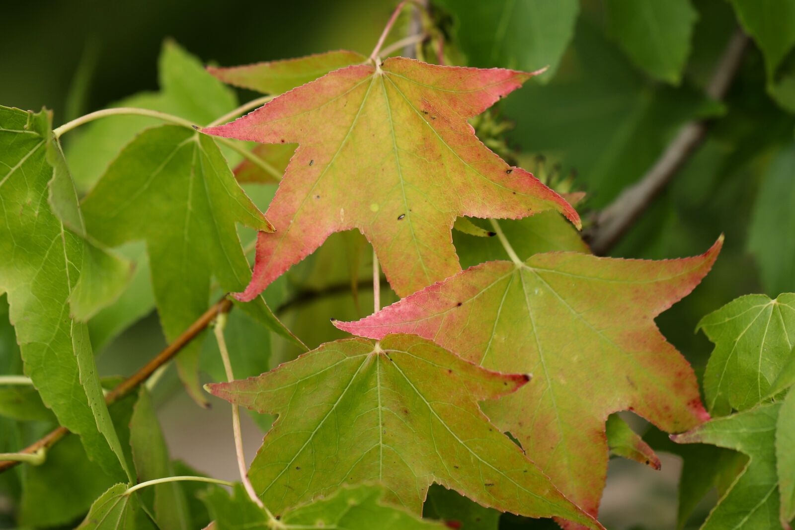 Canon EOS 800D (EOS Rebel T7i / EOS Kiss X9i) sample photo. Amber tree, leaves, autumn photography
