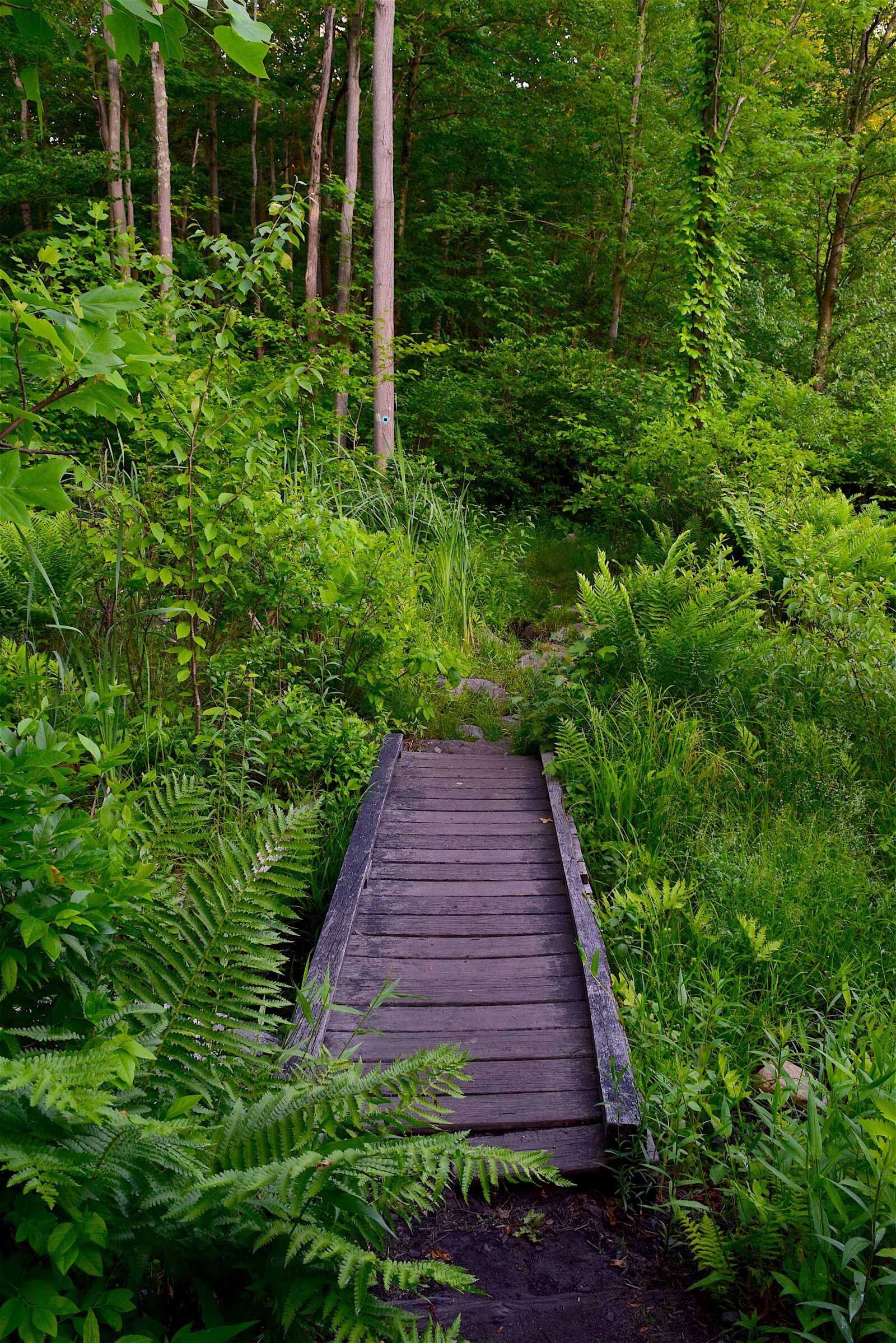 Nikon D3300 sample photo. Bridge, wooden, forest photography