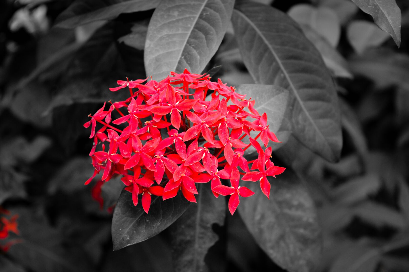 Nikon D5200 sample photo. Red, flower, black photography
