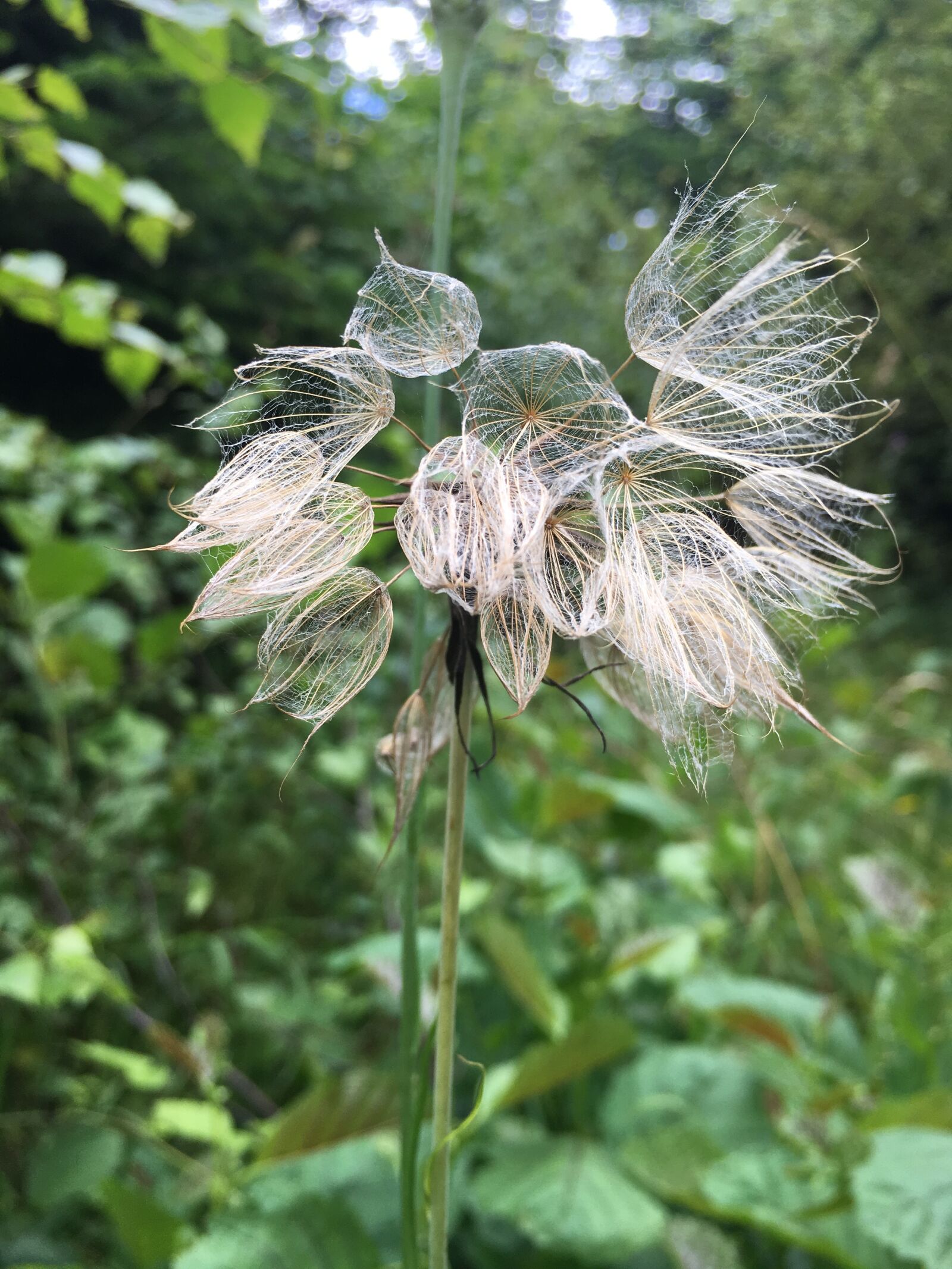 Apple iPhone 6s sample photo. Seeds, flower, white photography