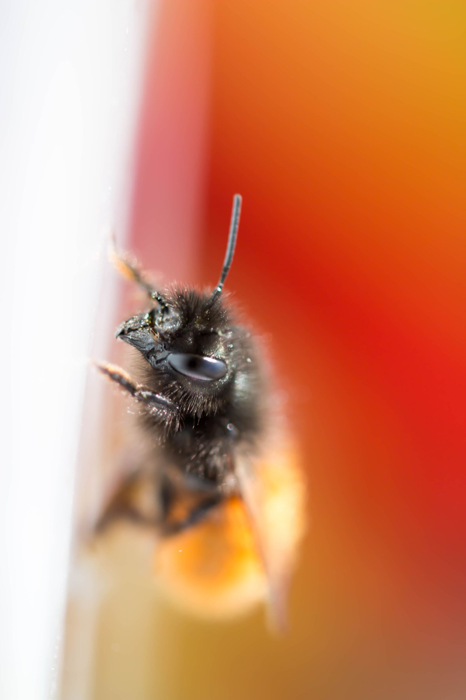 Canon EF-S 60mm F2.8 Macro USM sample photo. Bee, macro, orange photography