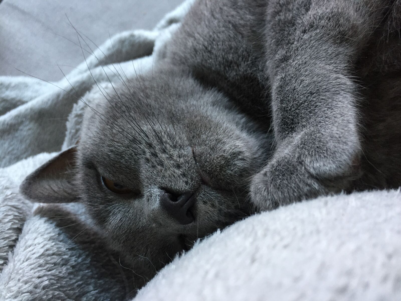 Apple iPhone 6 sample photo. Cat, grey, sleeps photography