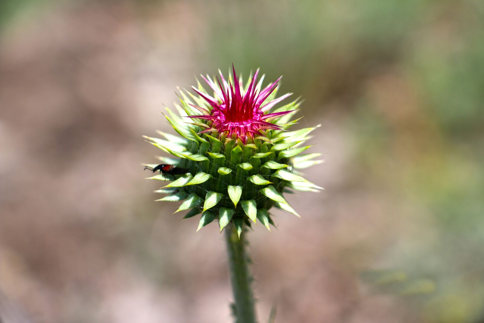 Canon EOS 70D sample photo. Nature, plant, flower photography