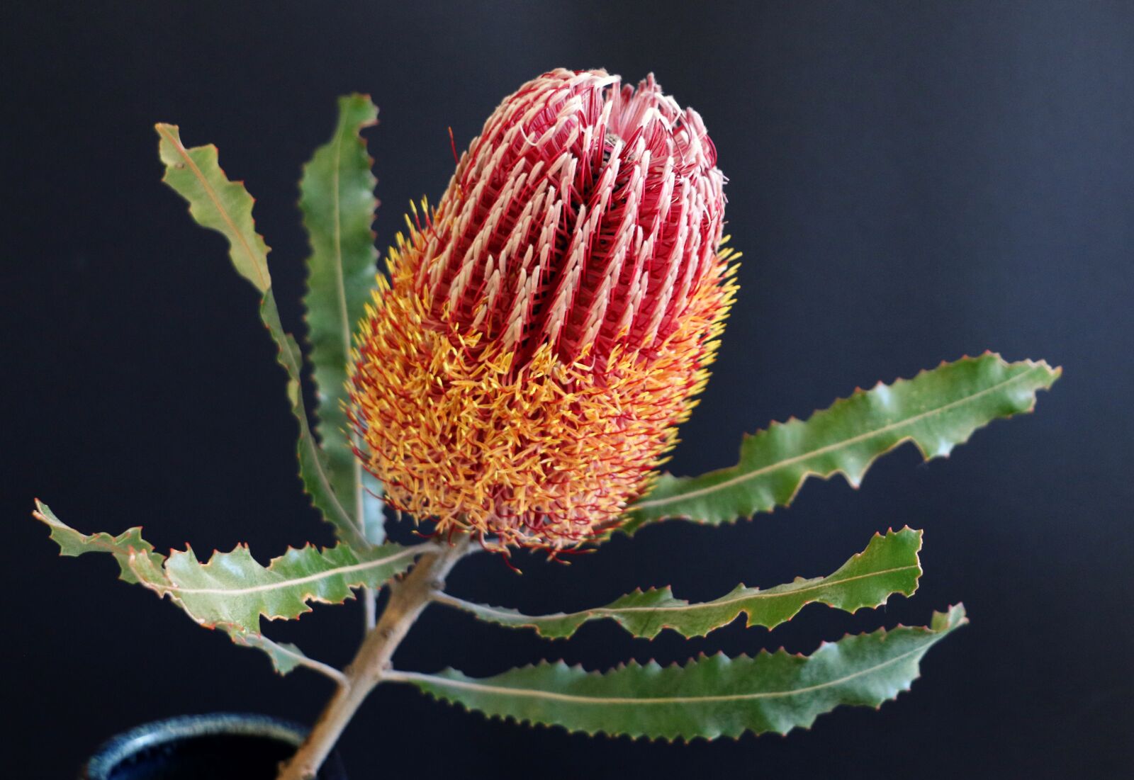 Canon EF-S 18-135mm F3.5-5.6 IS STM sample photo. Native, flower, banksia photography